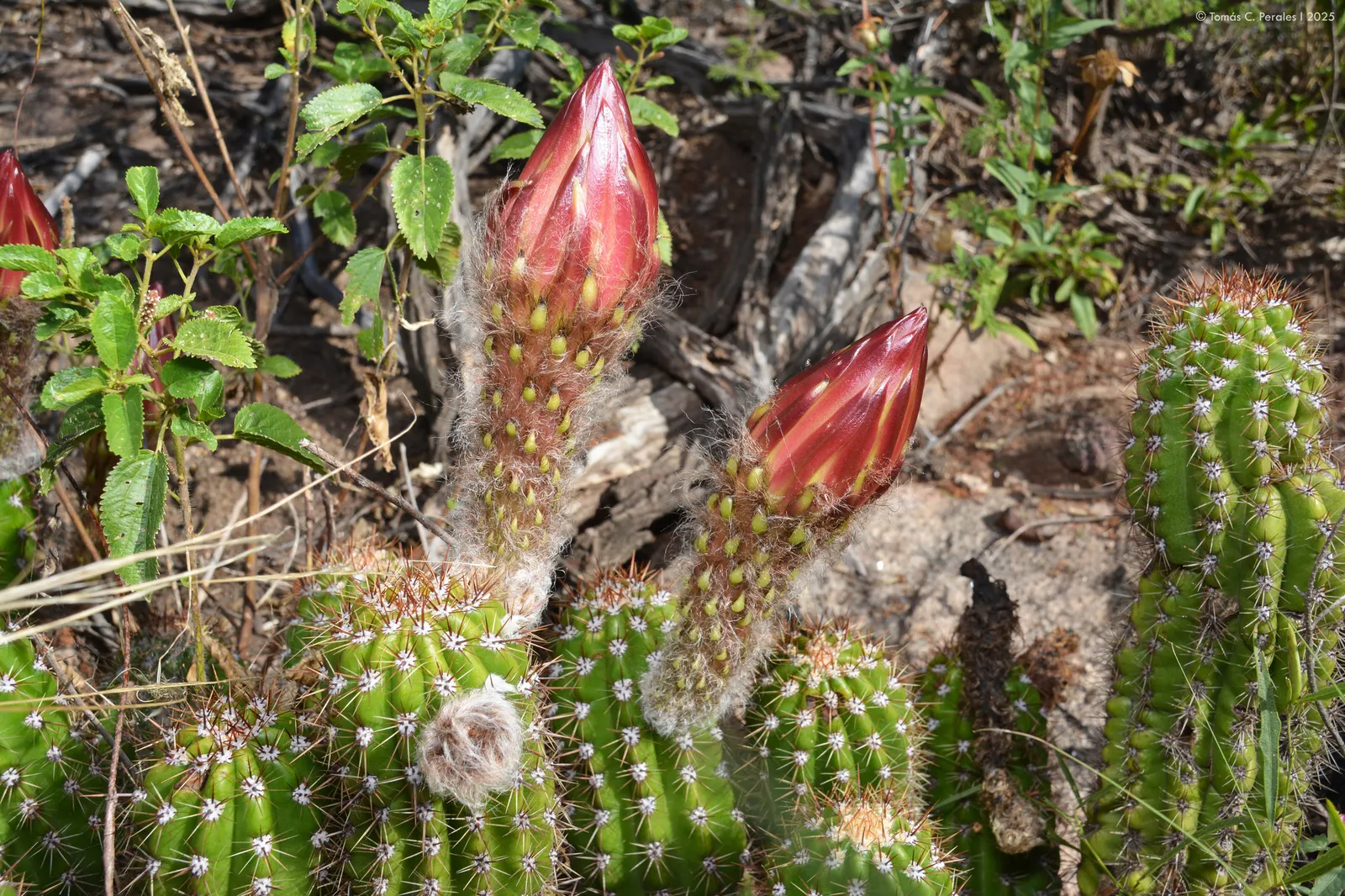 Torch Cactus (Echinopsis Candicans) — The Torch Cactus (Echinopsis candicans) is a stunning Argentine native featuring a globular; this hardy, image 49
