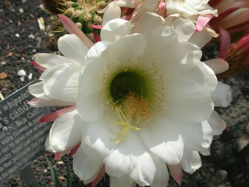 Torch Cactus (Echinopsis Candicans) — providing both aesthetic charm and ecological benefits to the garden ecosystem; white flowers that bloom, image 109
