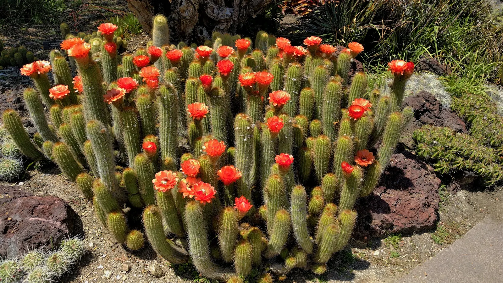 Torch Cactus (Echinopsis Candicans) — white flowers that bloom predominantly at night and occasionally extend into the early morning hours; it, image 72