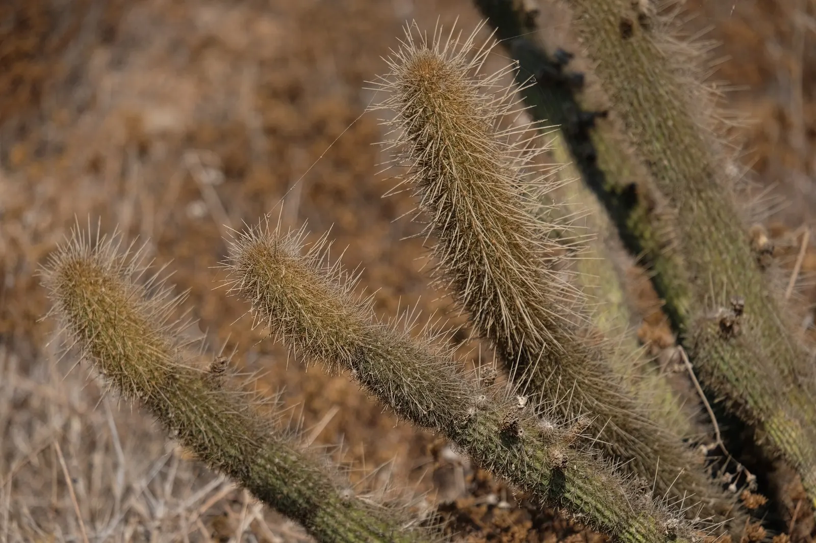 Torch Cactus (Echinopsis Candicans) — It reaches a modest 24-36 inches in height, making it an ideal focal point for low-maintenance gardens, image 37