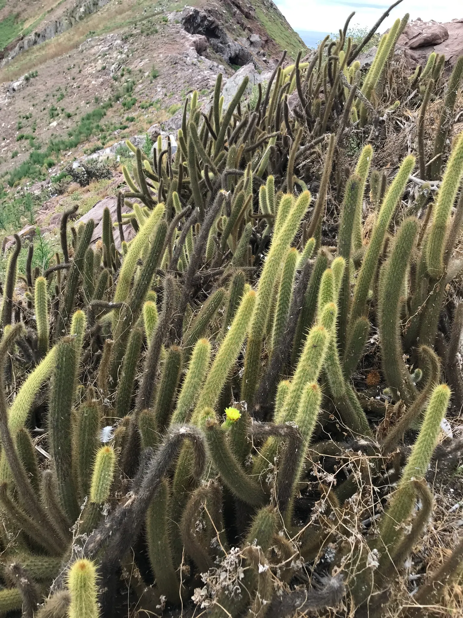 Torch Cactus (Echinopsis Candicans) — cactus for half; providing both aesthetic charm and ecological benefits to the garden ecosystem, image 48