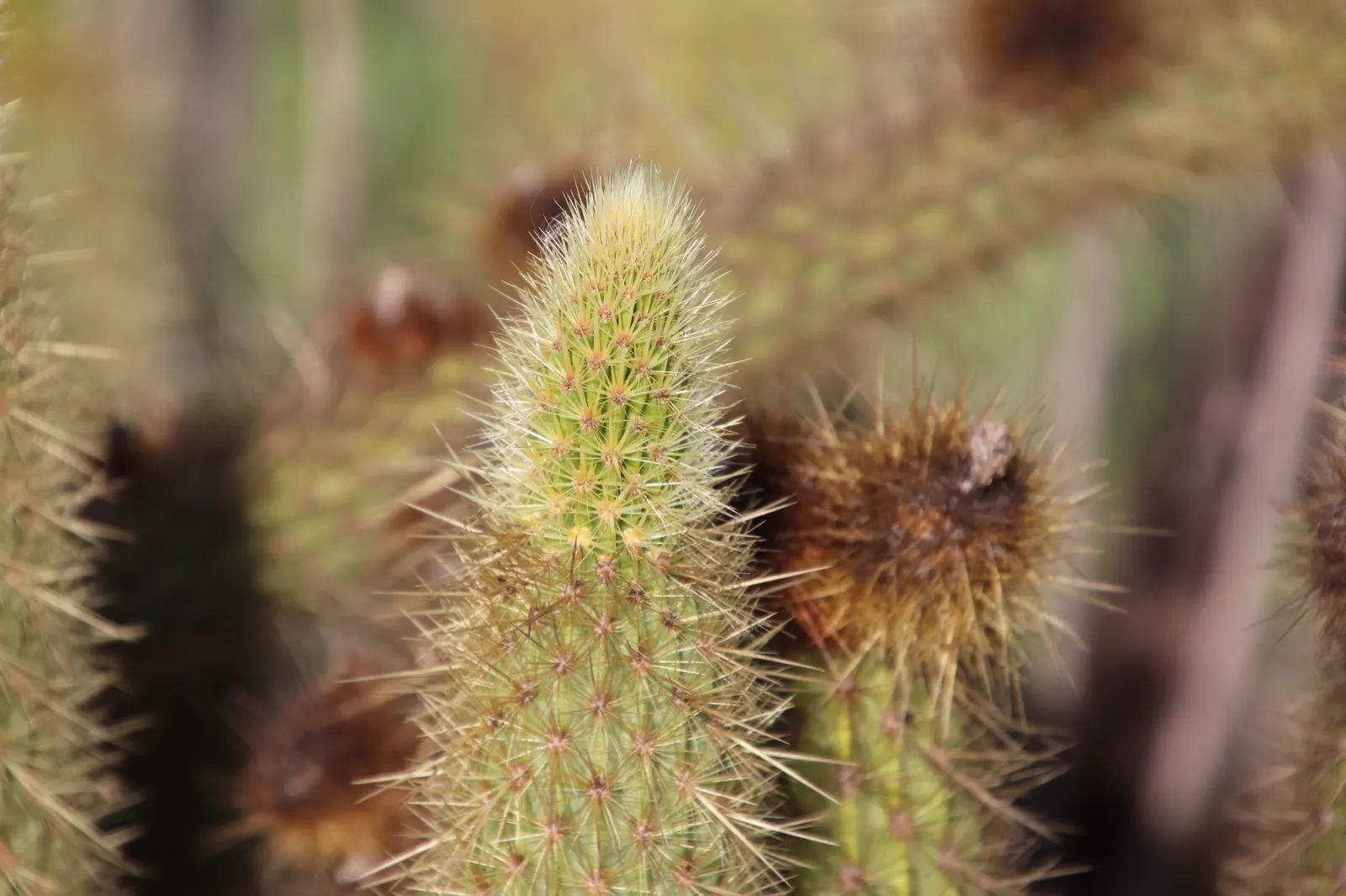 Torch Cactus (Echinopsis Candicans) — cactus for half