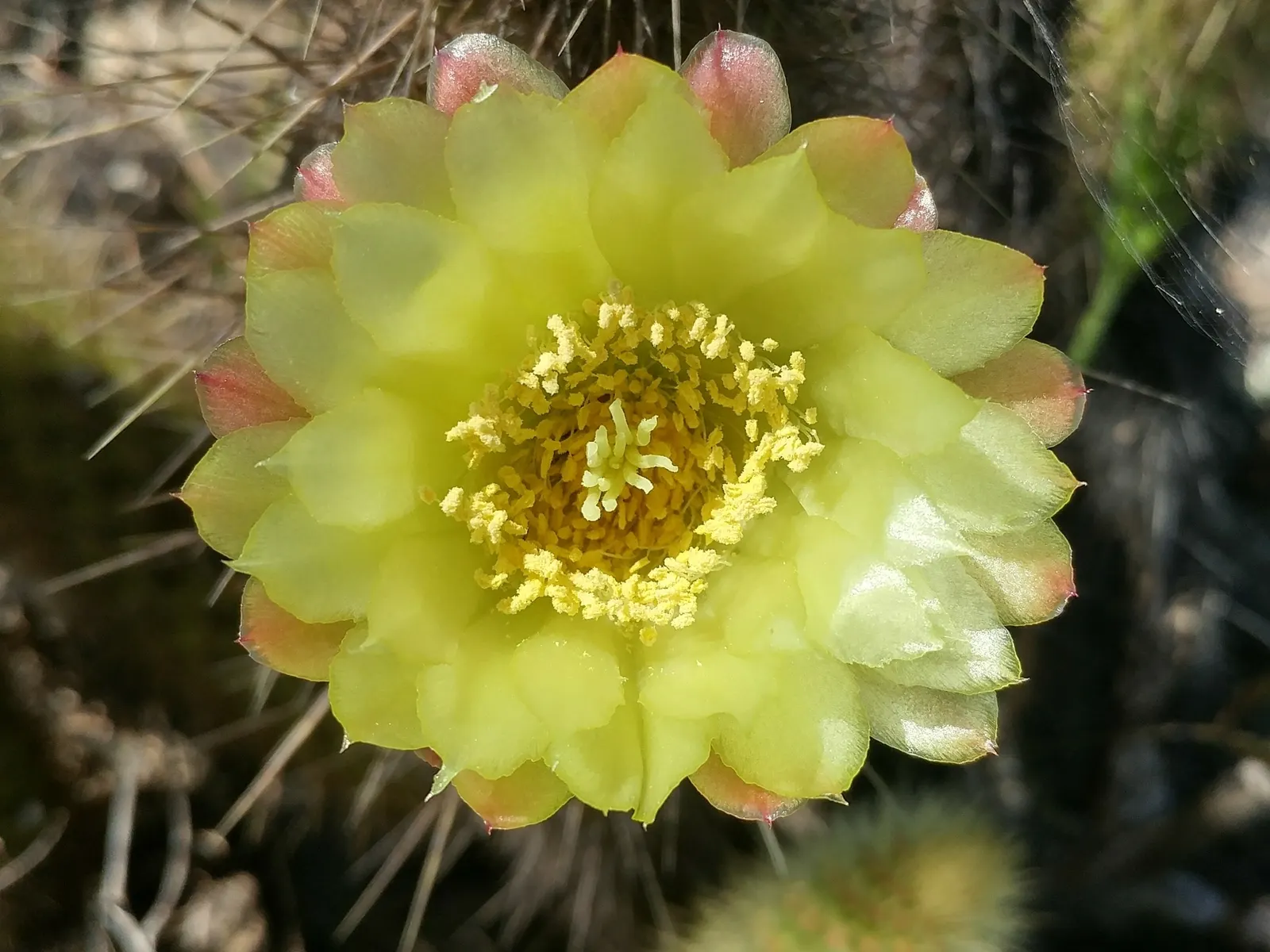 Torch Cactus (Echinopsis Candicans) — Known for its robust, white flowers, it impresses with a 6-8 inch bloom diameter