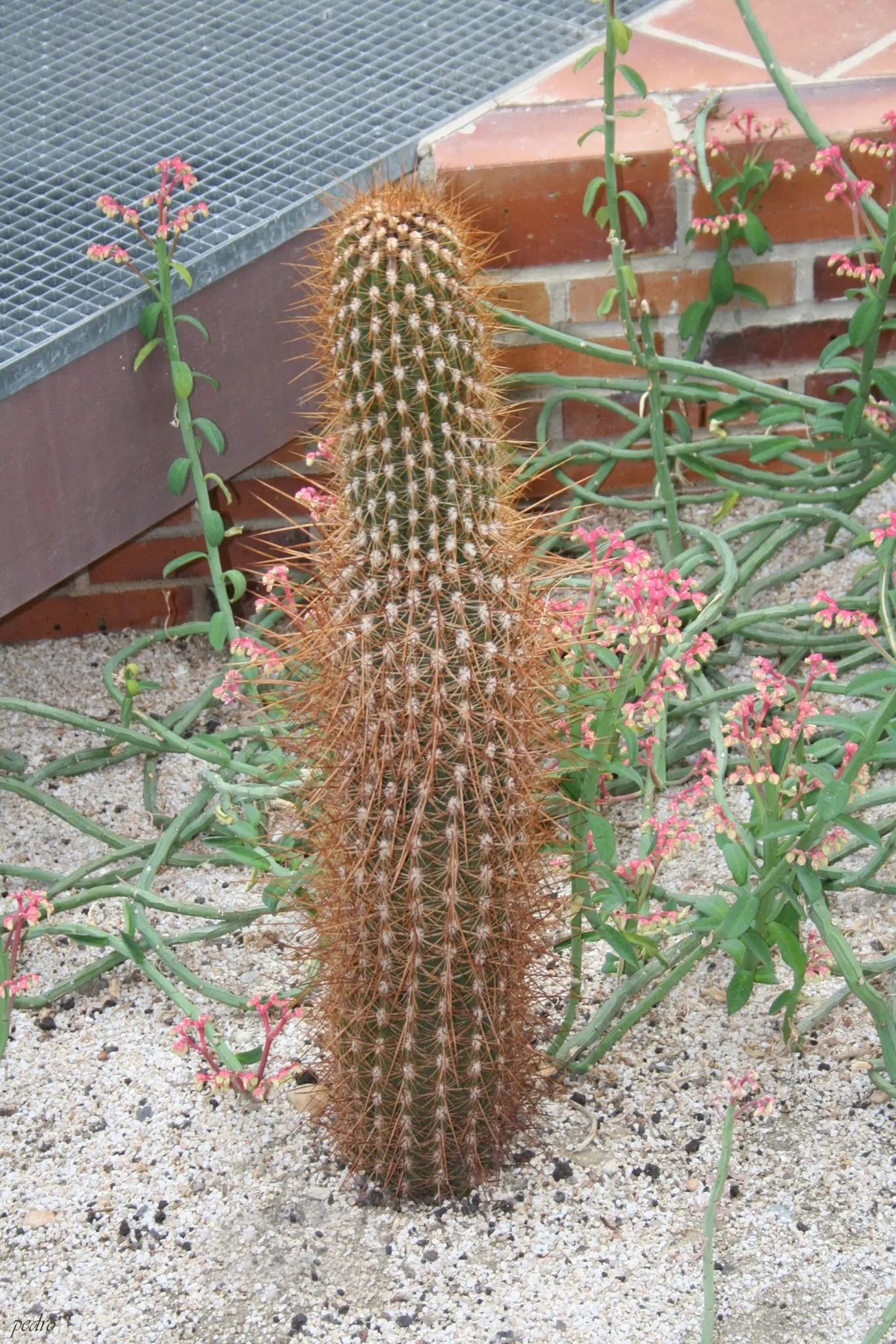 Torch Cactus (Echinopsis Candicans) — This low-maintenance cactus is drought-resistant