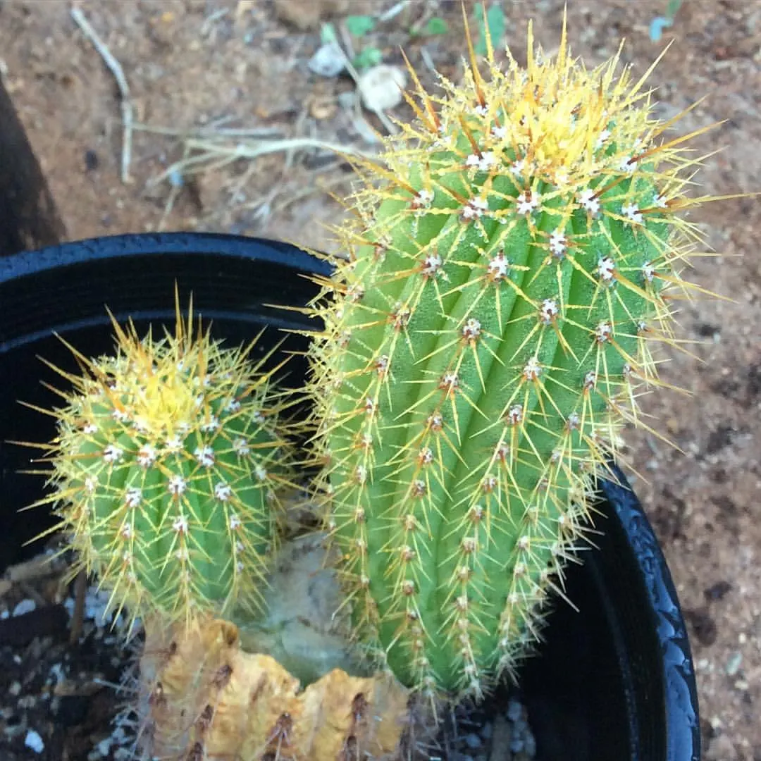 Torch Cactus (Echinopsis Candicans) — cactus with white blooms; scientifically known as Echinopsis candicans, image 127