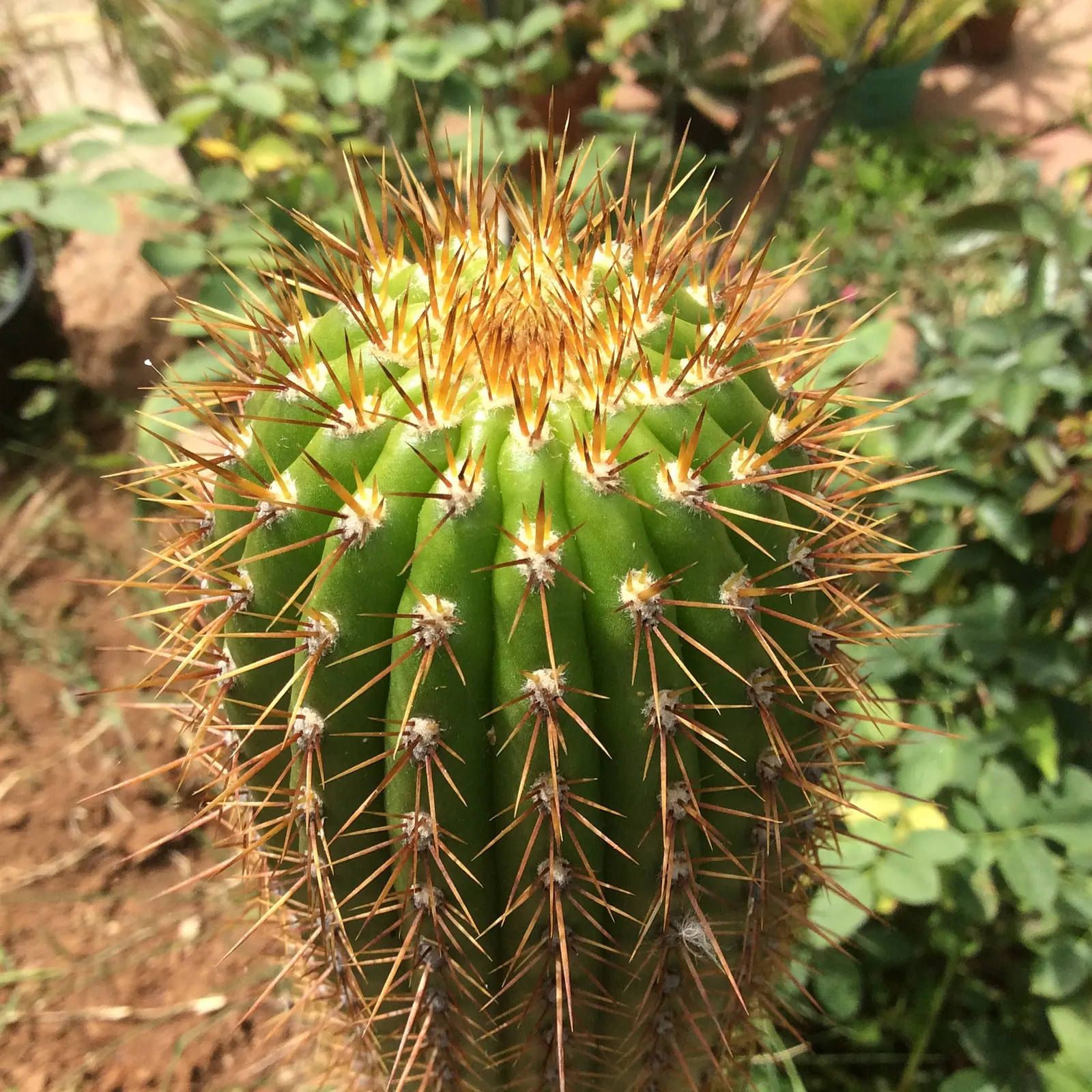 Torch Cactus (Echinopsis Candicans) — cactus with white blooms; scientifically known as Echinopsis candicans, image 111