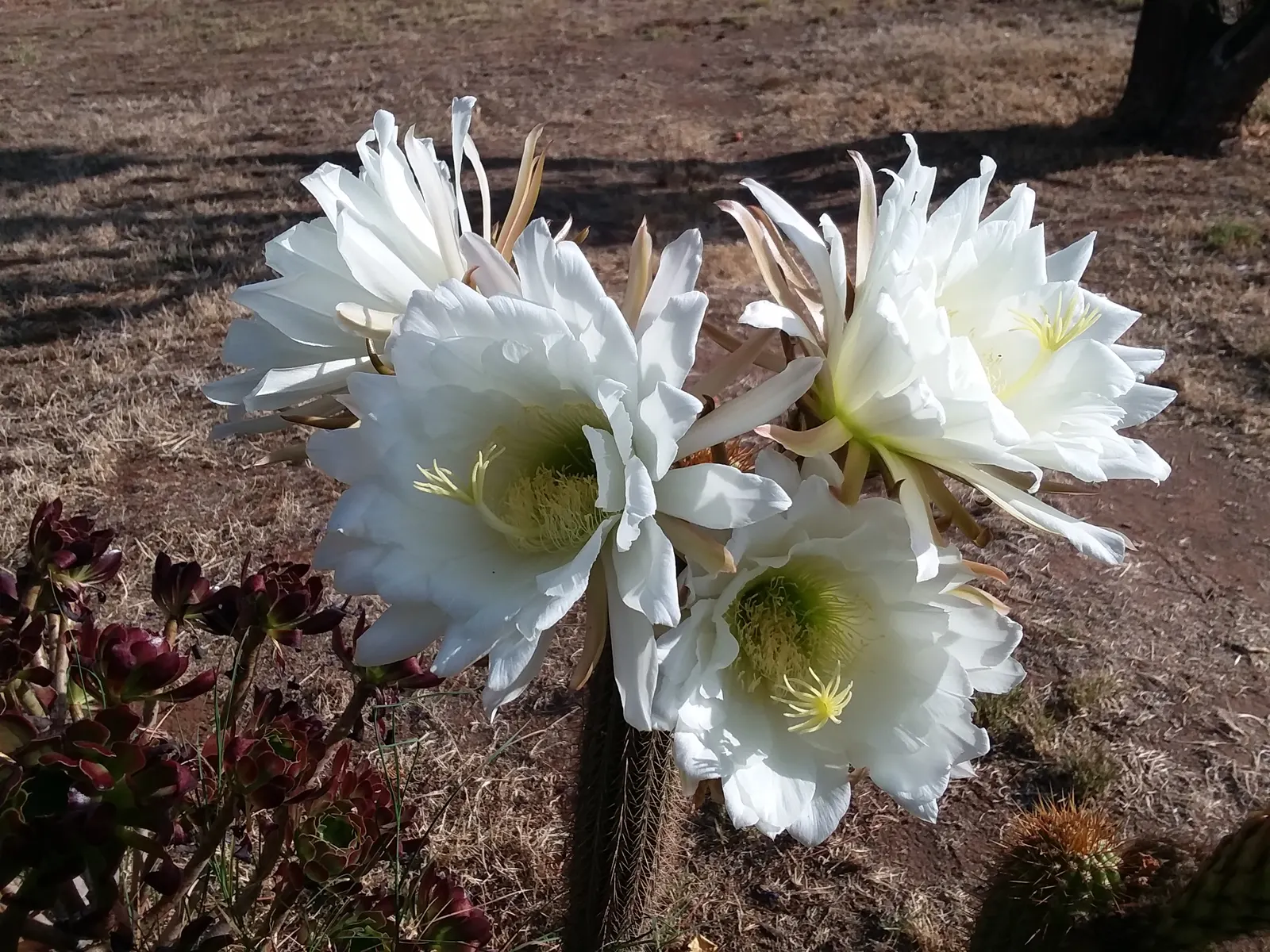 Torch Cactus (Echinopsis Candicans) — It reaches a modest 24-36 inches in height, making it an ideal focal point for low-maintenance gardens, image 101