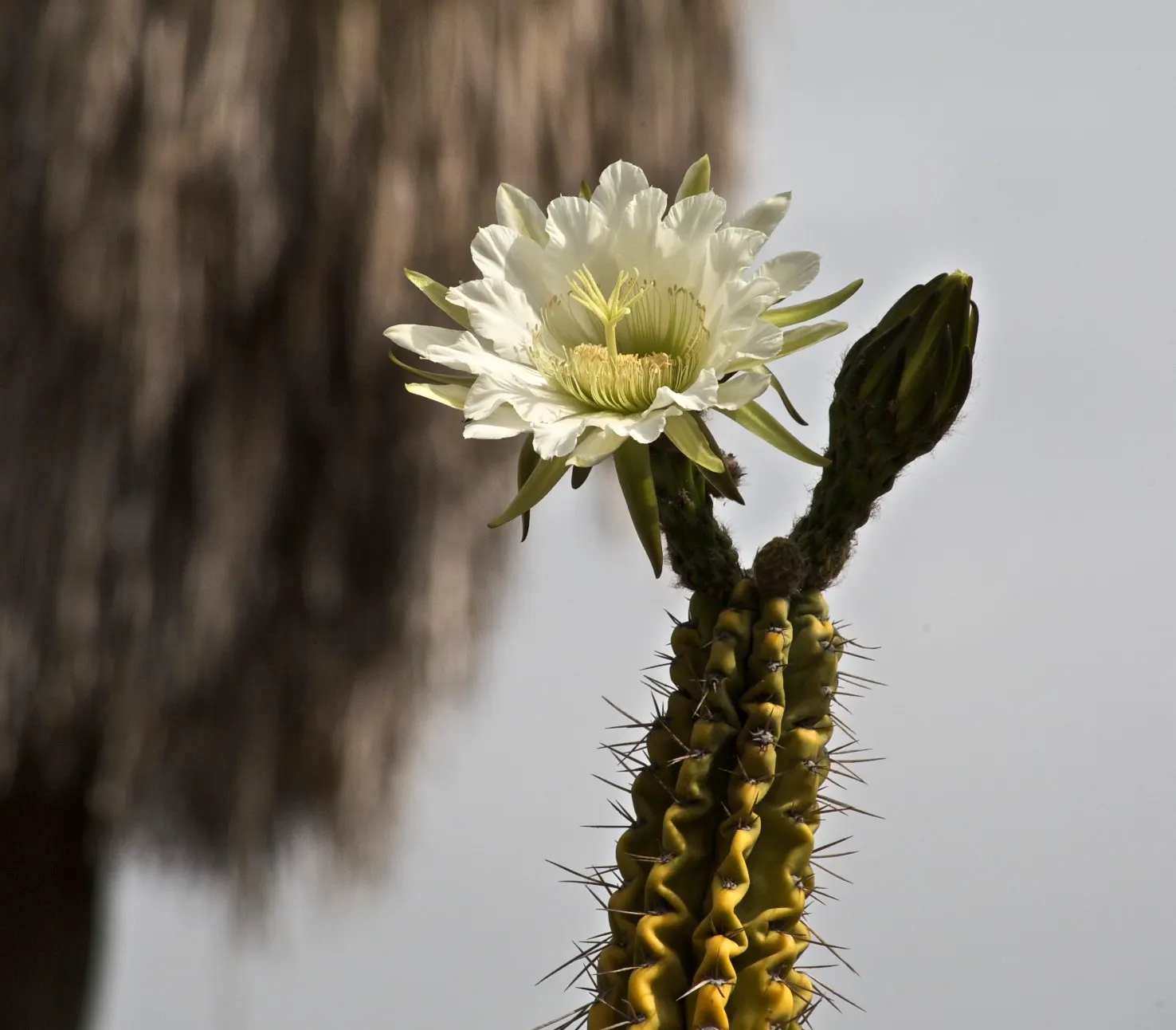Torch Cactus (Echinopsis Candicans) — the Torch Cactus proves to be an alluring addition; the Torch Cactus (Echinopsis candicans) is a stunning, image 108