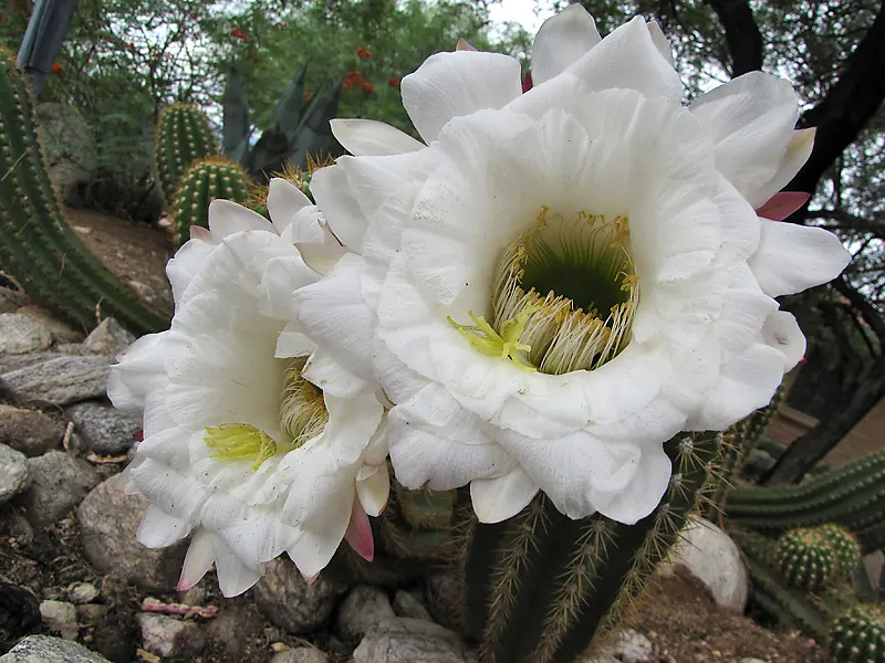 Torch Cactus (Echinopsis Candicans) — This hardy cactus thrives in arid climates, loves full sun, and provides a stark contrast to softer foliage, image 132
