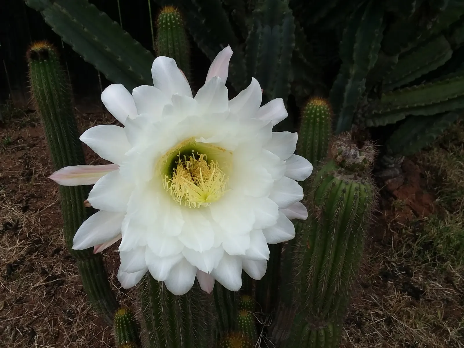 Torch Cactus (Echinopsis Candicans) — It reaches a modest 24-36 inches in height, making it an ideal focal point for low-maintenance gardens, image 117