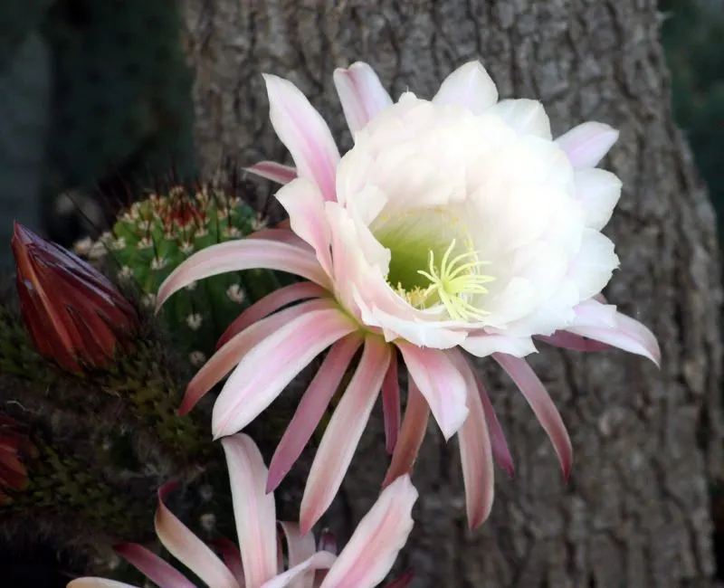 Torch Cactus (Echinopsis Candicans) — is a remarkable specimen that adds a striking visual interest to any landscape design; white flowers in the, image 87