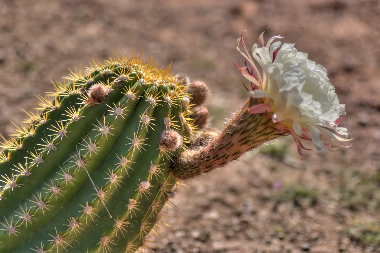 Torch Cactus (Echinopsis Candicans) — is a remarkable specimen that adds a striking visual interest to any landscape design; white flowers in the, image 119