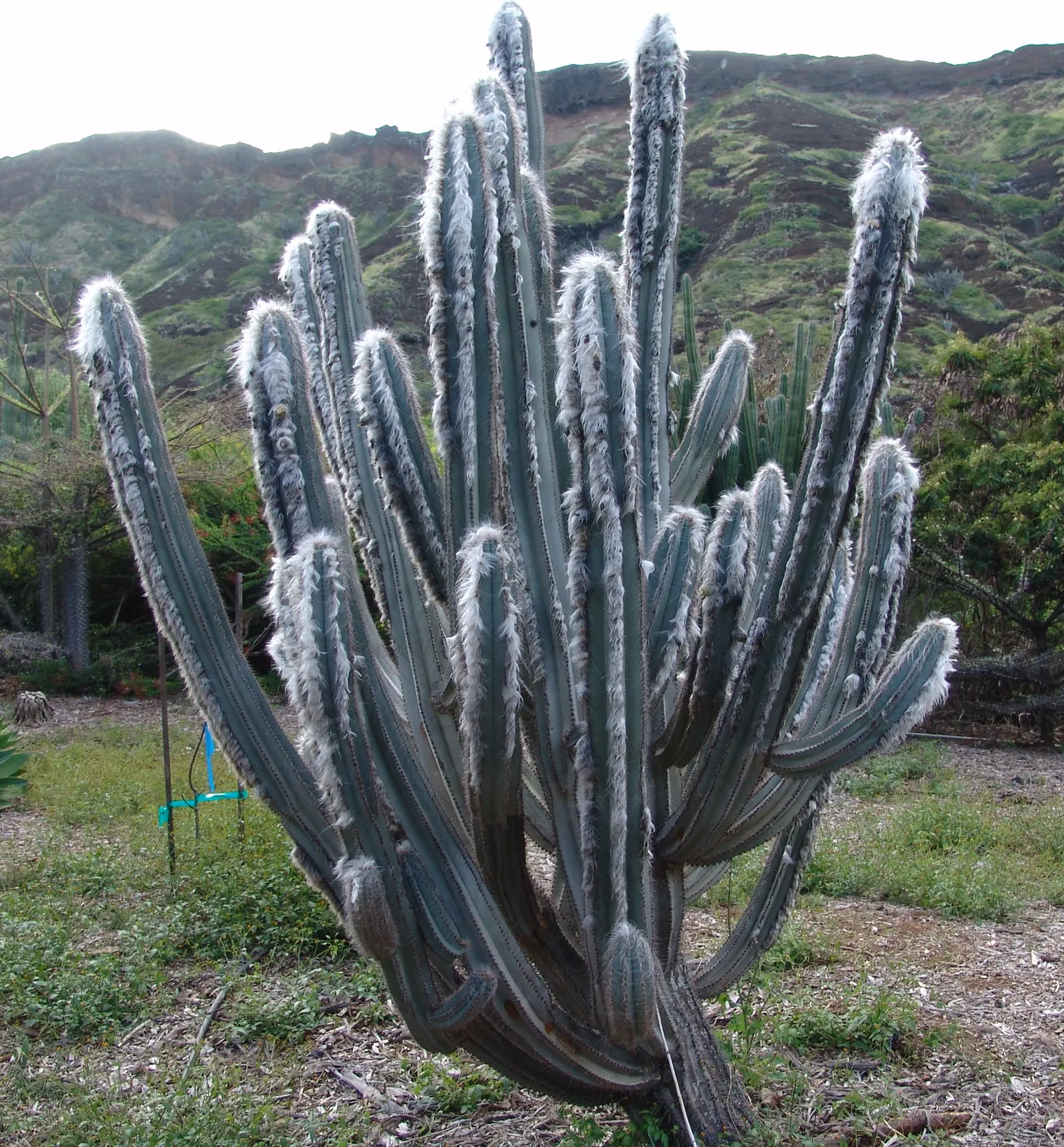 Torch Cactus (Echinopsis Candicans) — providing both aesthetic charm and ecological benefits to the garden ecosystem; white flowers that bloom, image 141