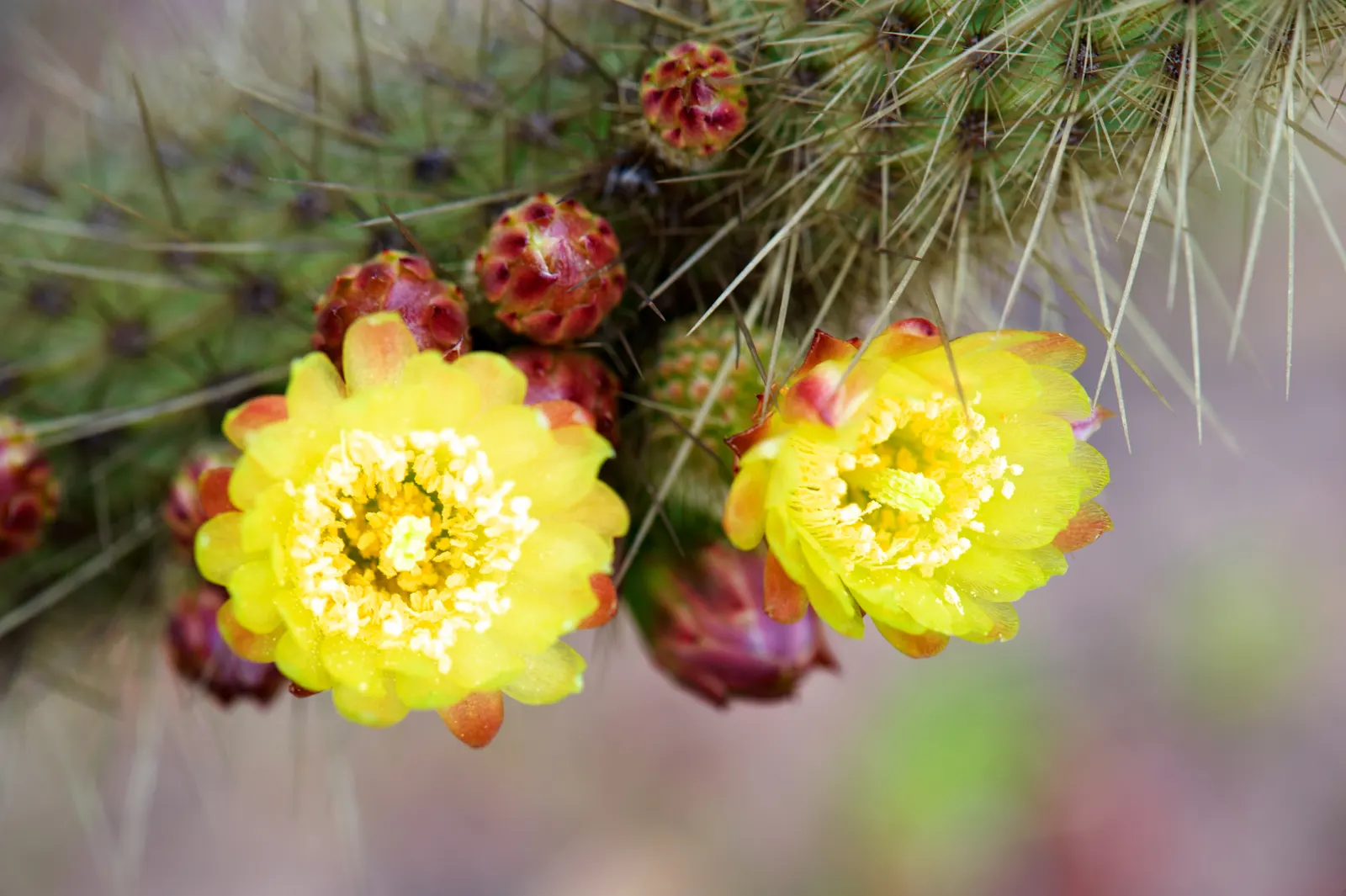 Torch Cactus (Echinopsis Candicans) — white flowers in the garden; cactus with white blooms, image 78