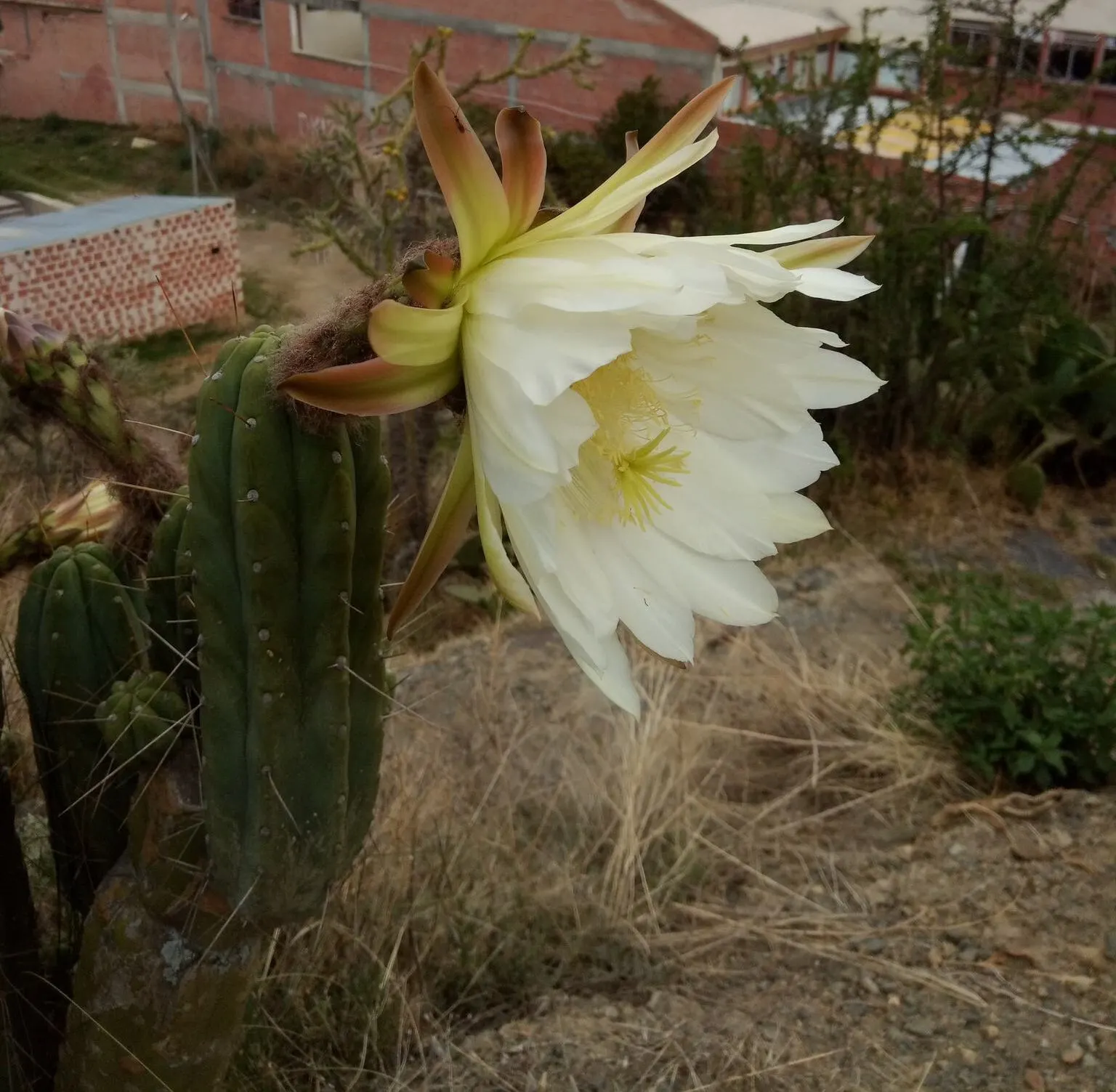 Torch Cactus (Echinopsis Candicans) — This hardy cactus thrives in arid climates, loves full sun, and provides a stark contrast to softer foliage, image 100