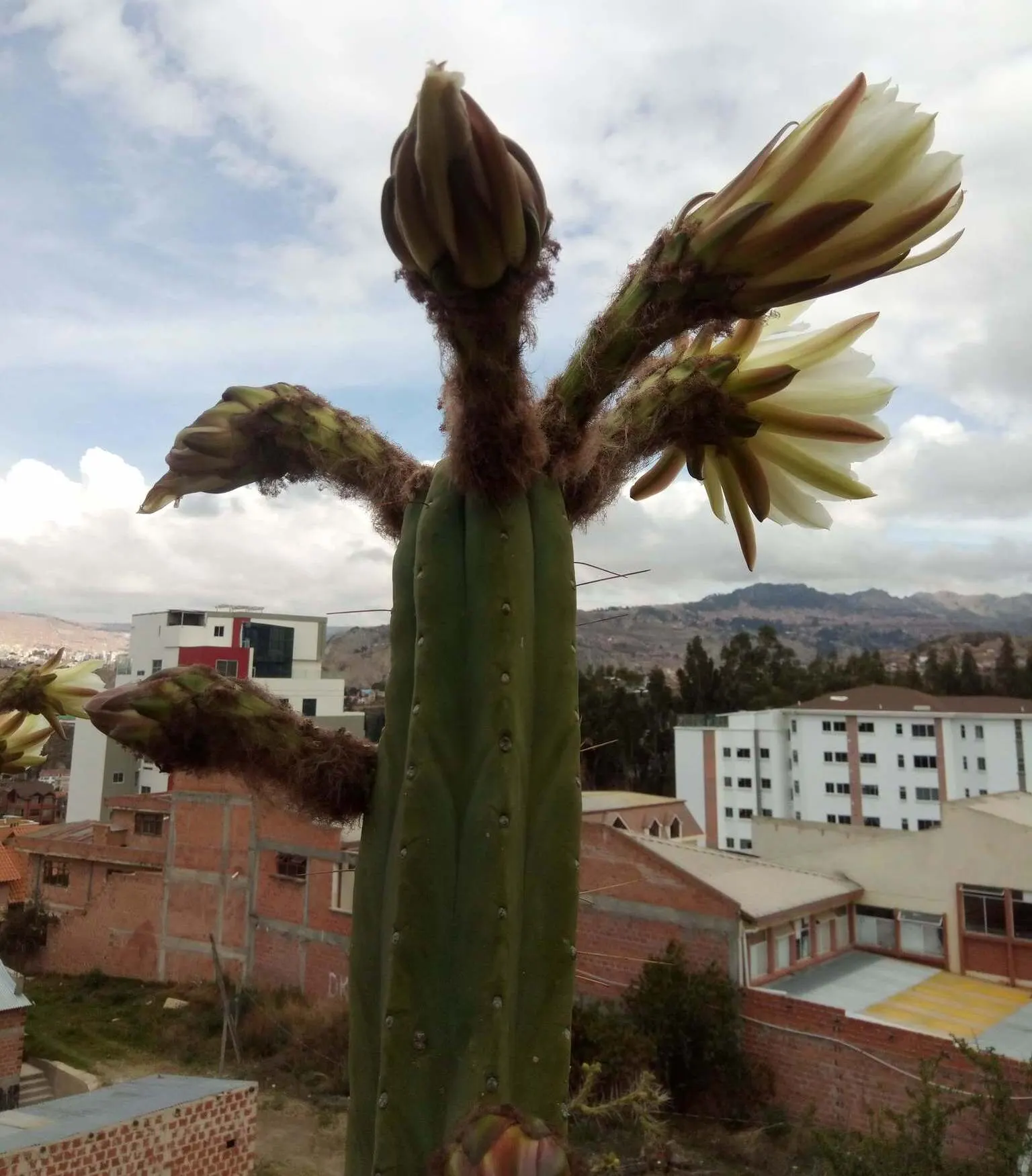 Torch Cactus (Echinopsis Candicans) — white flowers in the garden; cactus with white blooms