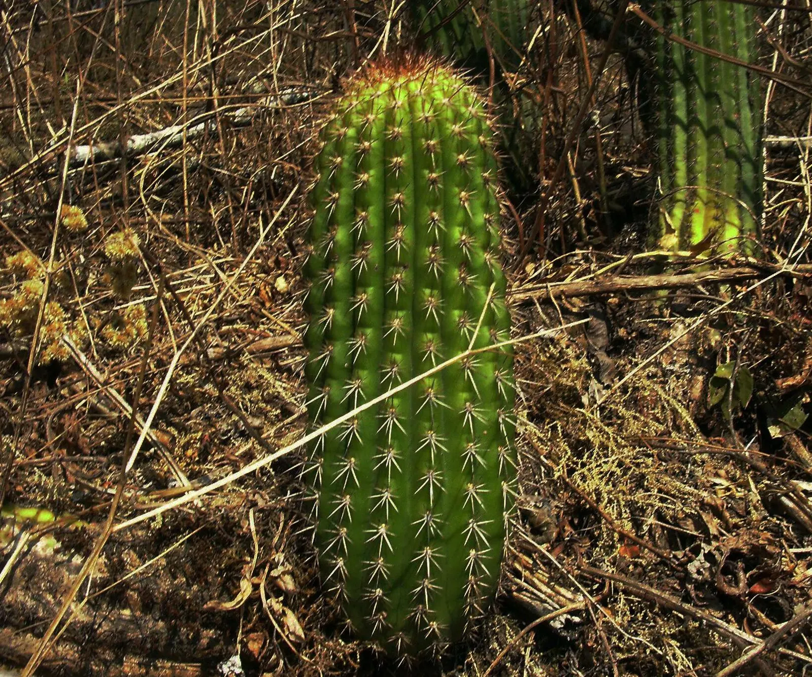 Torch Cactus (Echinopsis Candicans) — scientifically known as Echinopsis candicans; is a remarkable specimen that adds a striking visual interest to any