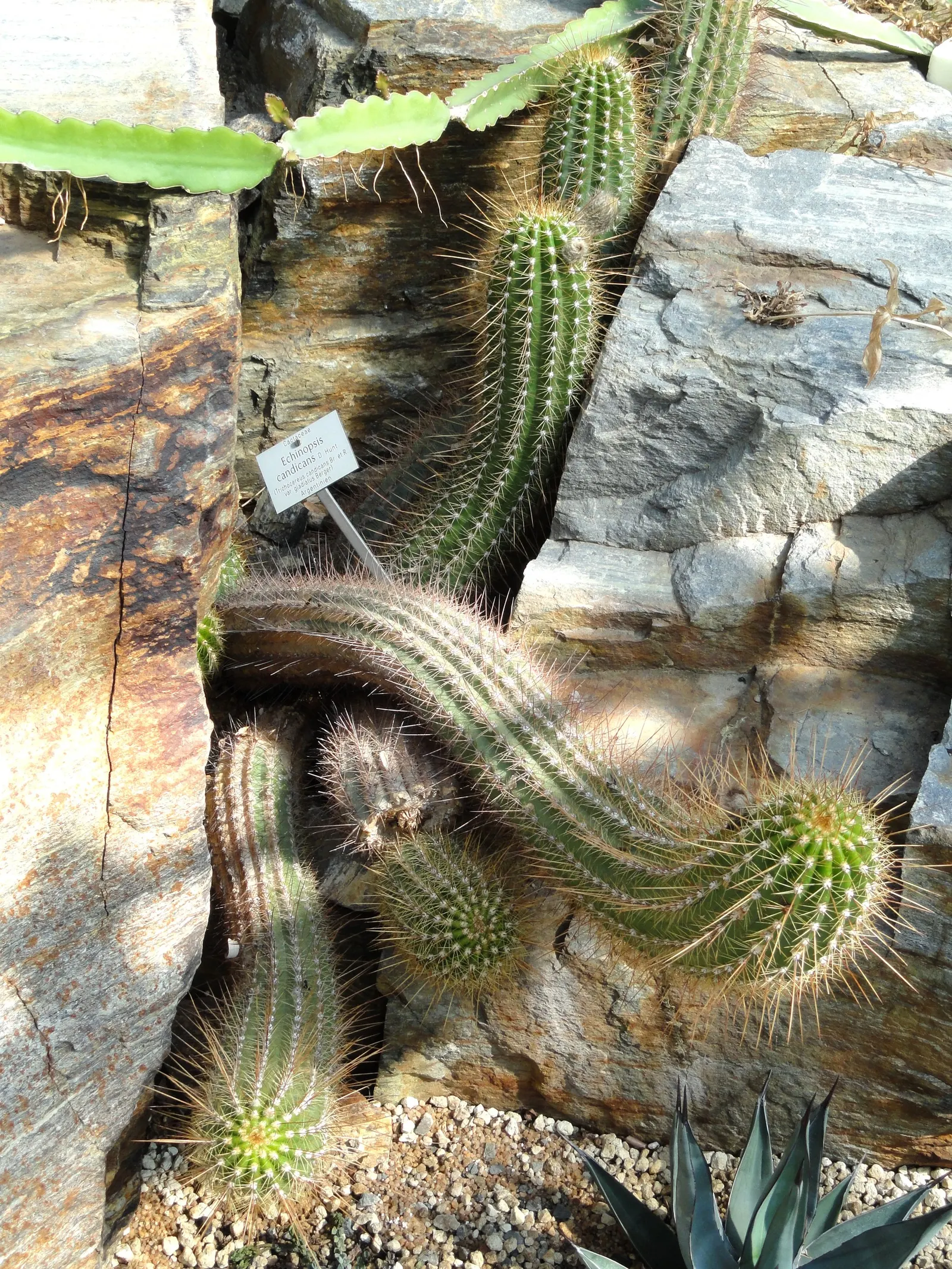Torch Cactus (Echinopsis Candicans) — This hardy cactus thrives in arid climates, loves full sun, and provides a stark contrast to softer foliage, image 52
