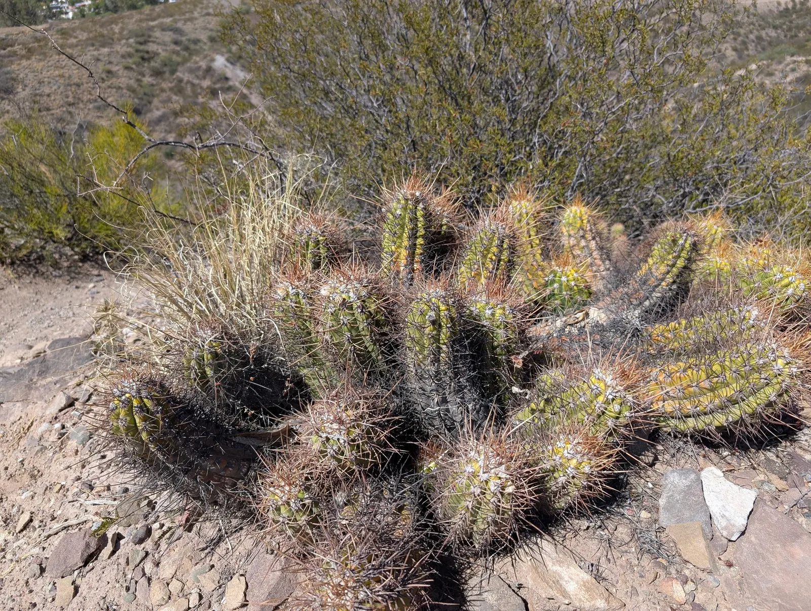 Torch Cactus (Echinopsis Candicans) — the Torch Cactus proves to be an alluring addition; the Torch Cactus (Echinopsis candicans) is a stunning, image 76