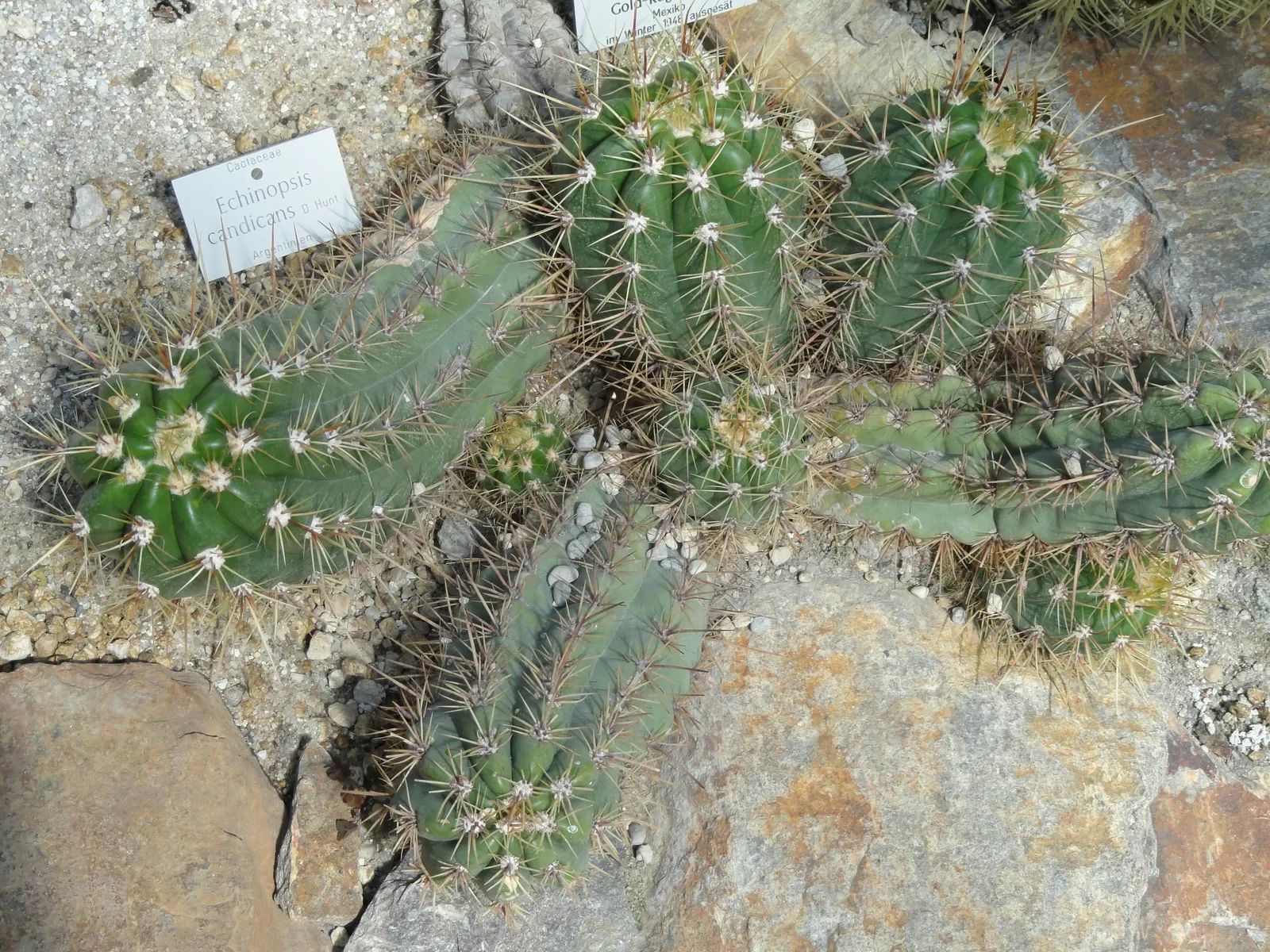 Torch Cactus (Echinopsis Candicans) — white flowers in the garden; cactus with white blooms, image 62