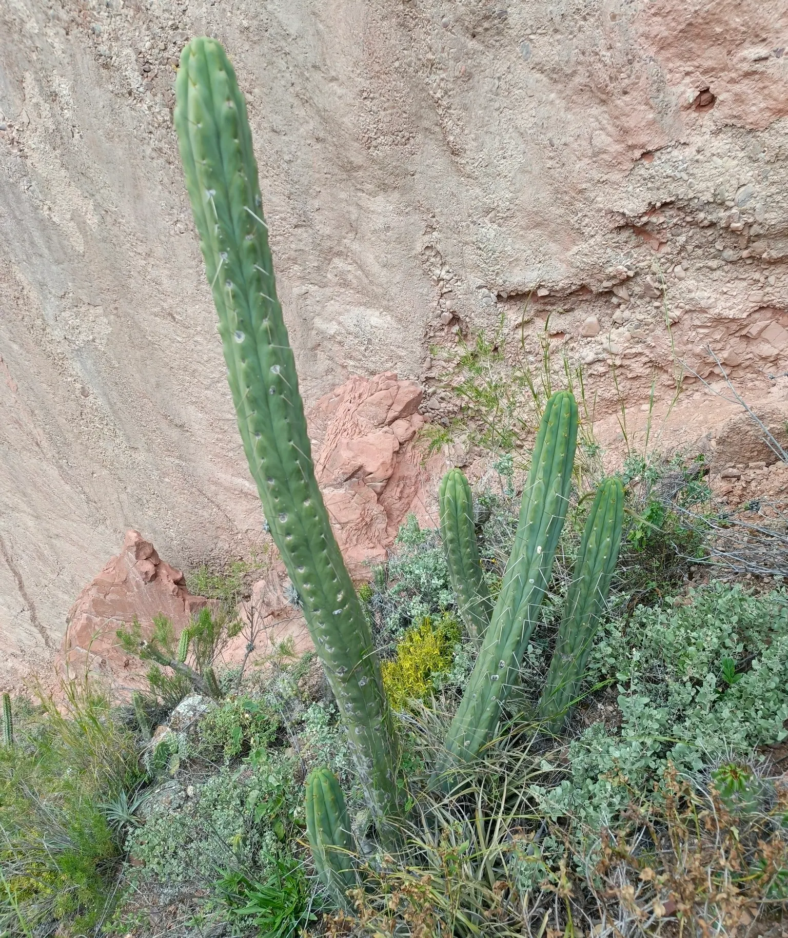 Torch Cactus (Echinopsis Candicans) — This low-maintenance cactus is drought-resistant; although partial shade is tolerable, image 59