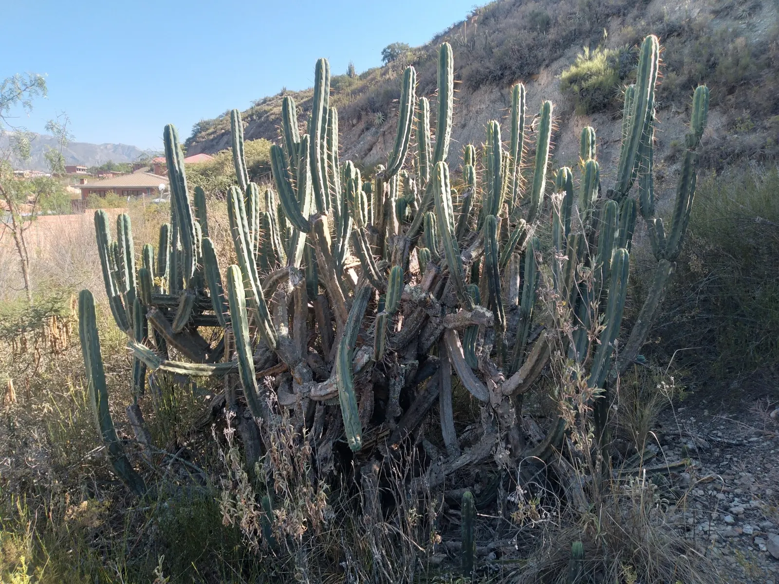 Torch Cactus (Echinopsis Candicans) — white flowers in the garden