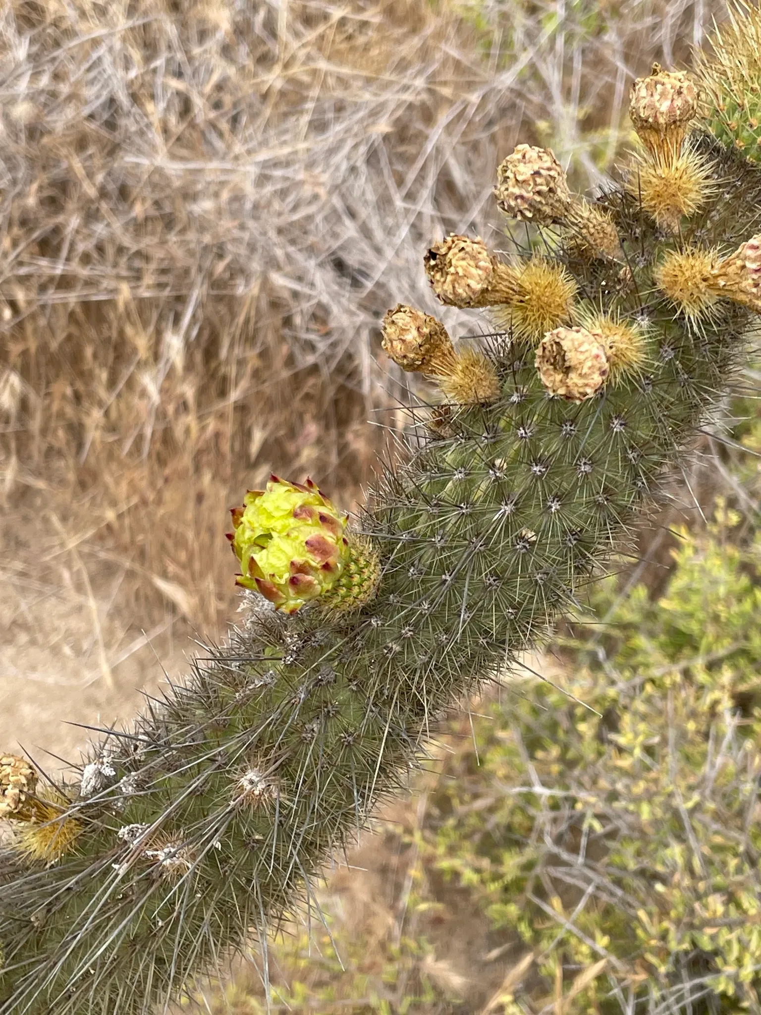 Torch Cactus (Echinopsis Candicans) — green base that expands to 24 inches wide
