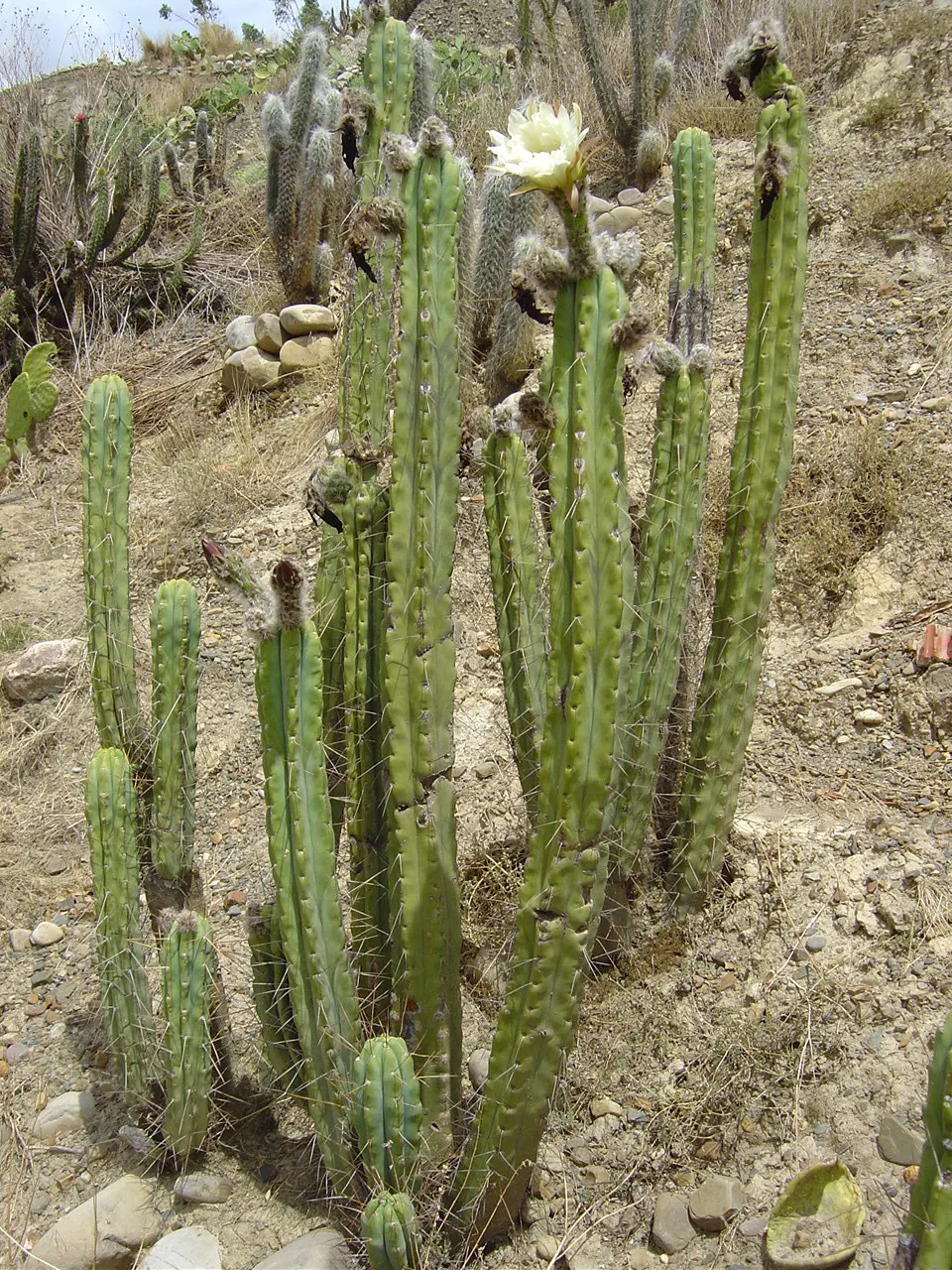 Torch Cactus (Echinopsis Candicans) — scientifically known as Echinopsis candicans; is a remarkable specimen that adds a striking visual interest, image 118