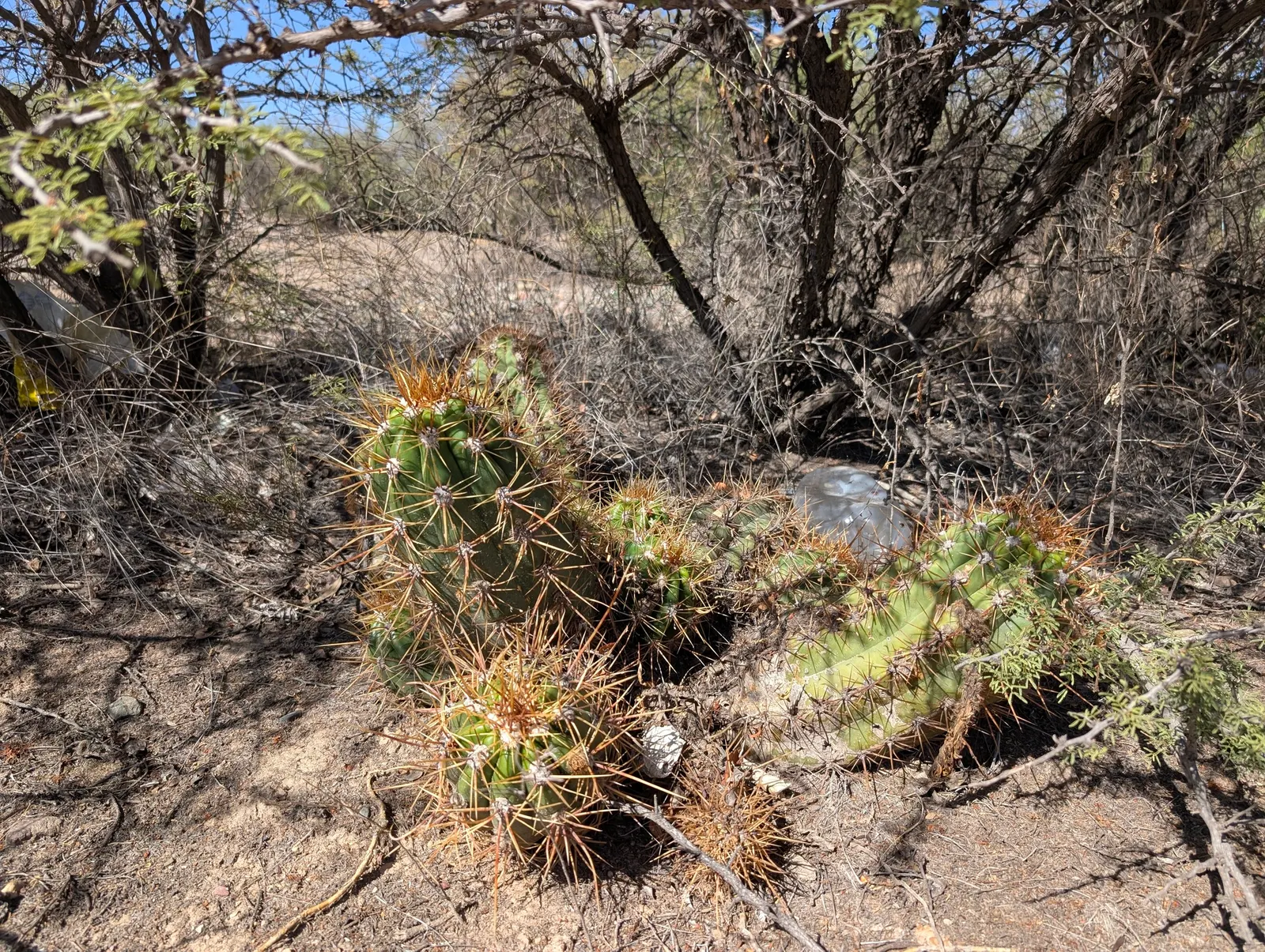 Torch Cactus (Echinopsis Candicans) — green base that expands to 24 inches wide; this low-maintenance cactus is drought-resistant, image 98