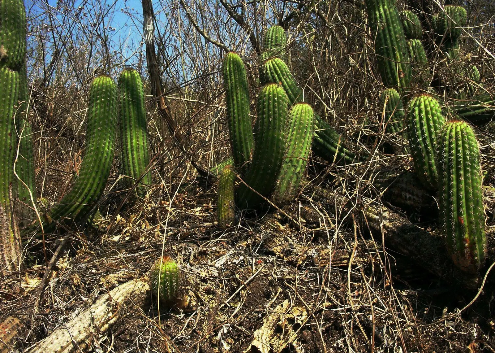 Torch Cactus (Echinopsis Candicans) — white flowers in the garden; cactus with white blooms, image 126