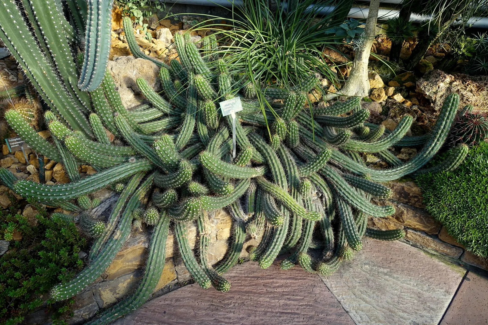 Torch Cactus (Echinopsis Candicans) — is a remarkable specimen that adds a striking visual interest to any landscape design