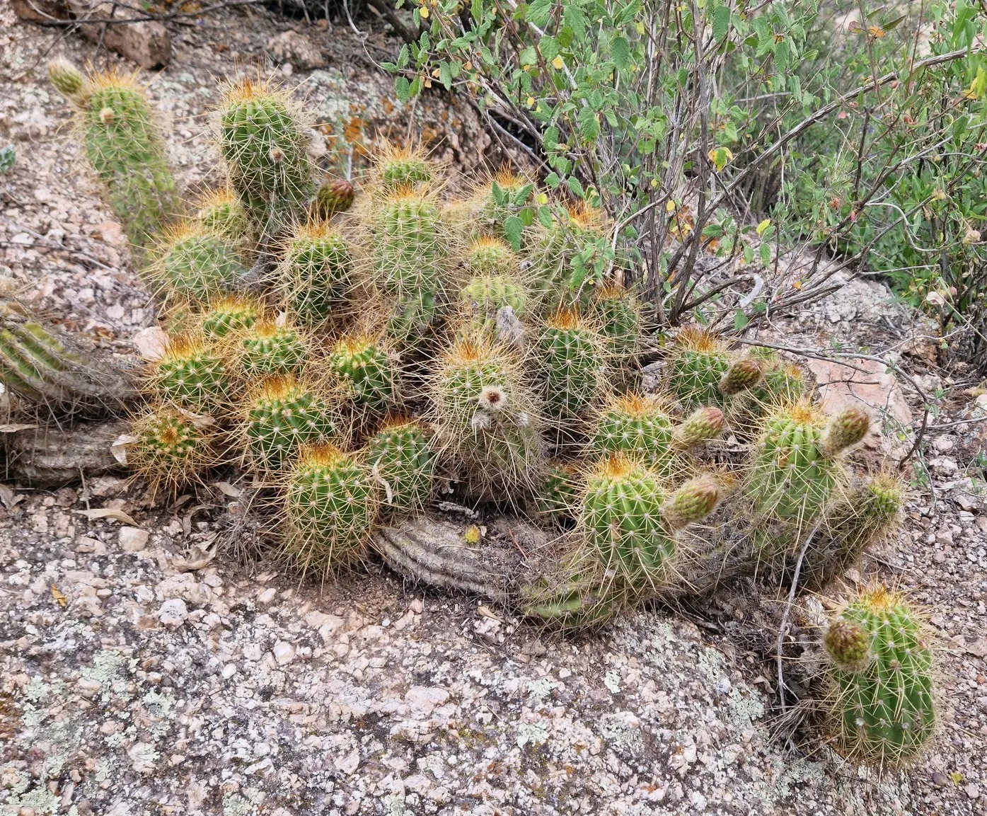 Torch Cactus (Echinopsis Candicans) — This hardy cactus thrives in arid climates, loves full sun, and provides a stark contrast to softer foliage