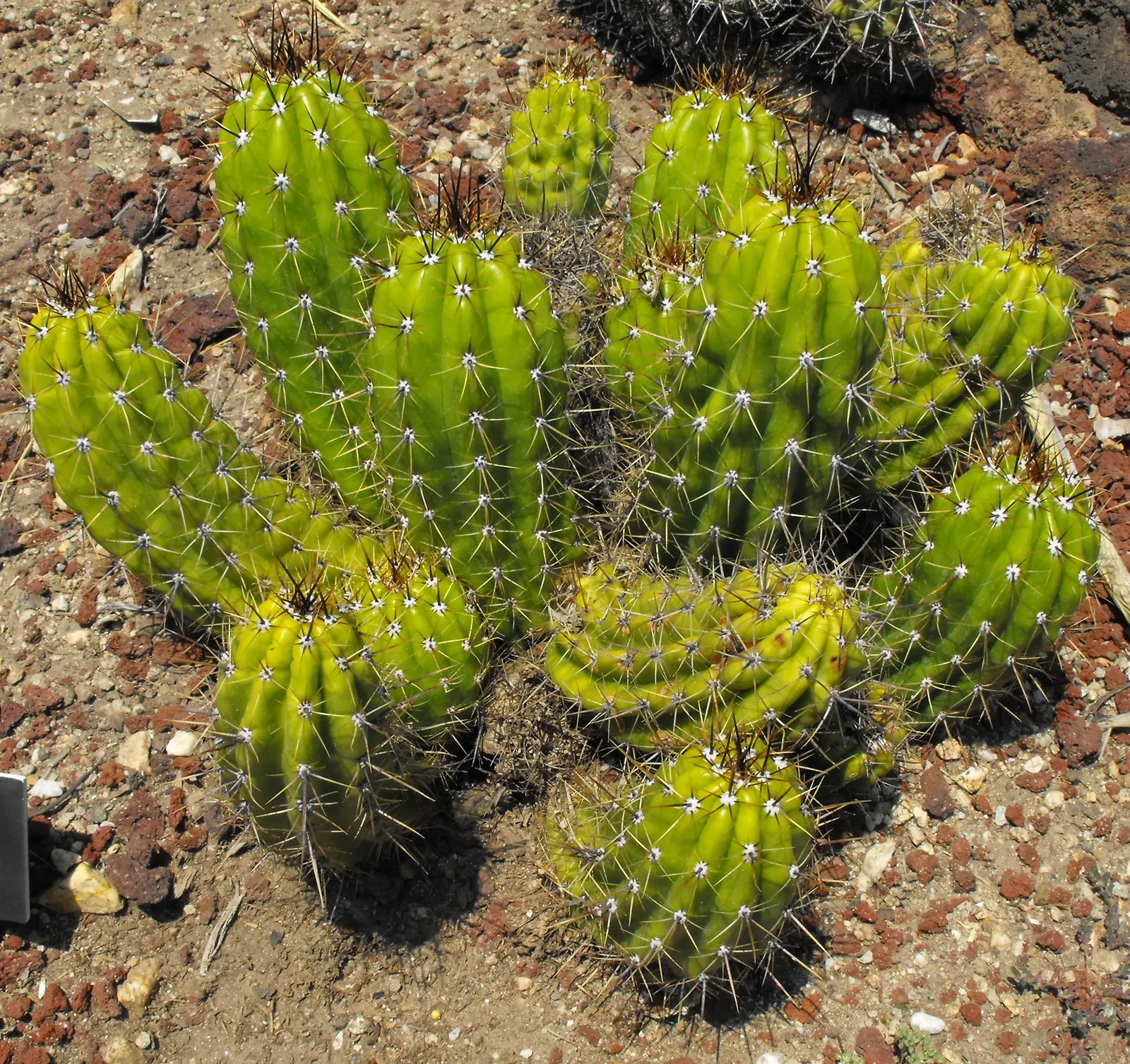 Torch Cactus (Echinopsis Candicans) — This low-maintenance cactus is drought-resistant; although partial shade is tolerable, image 43