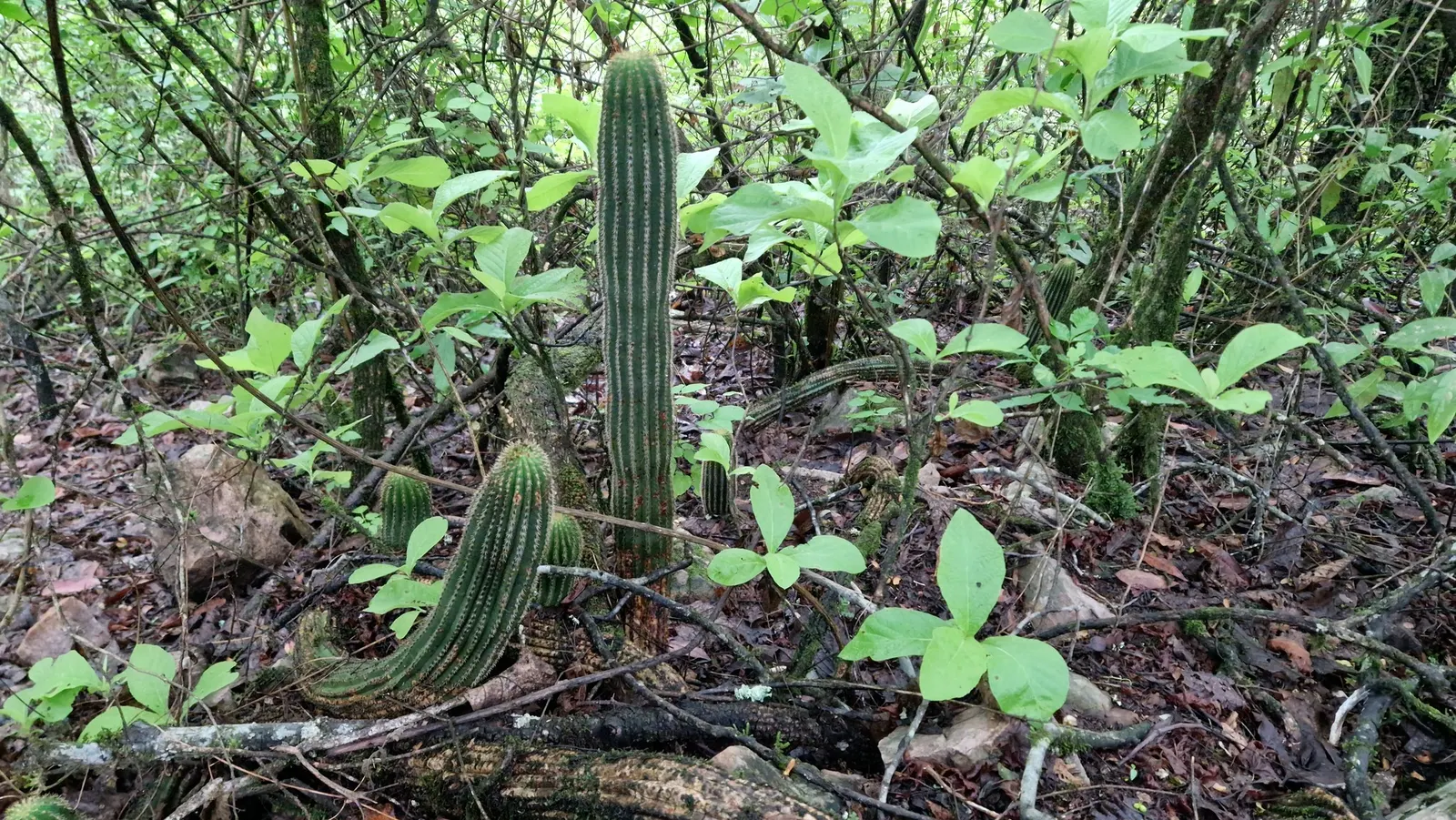 Torch Cactus (Echinopsis Candicans) — green base that expands to 24 inches wide; this low-maintenance cactus is drought-resistant, image 50