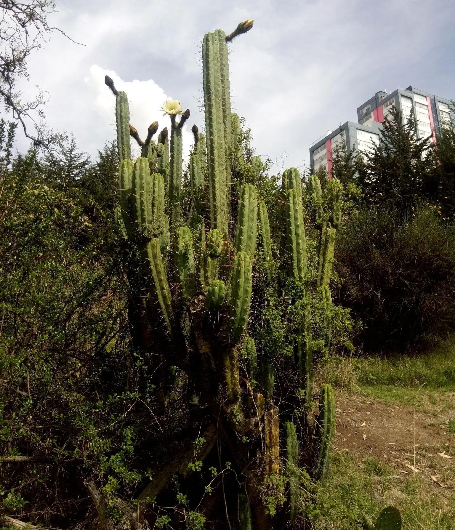 Torch Cactus (Echinopsis Candicans) — the blooms can measure up to an astounding 8 inches in diameter; the Torch Cactus proves to be an alluring, image 73