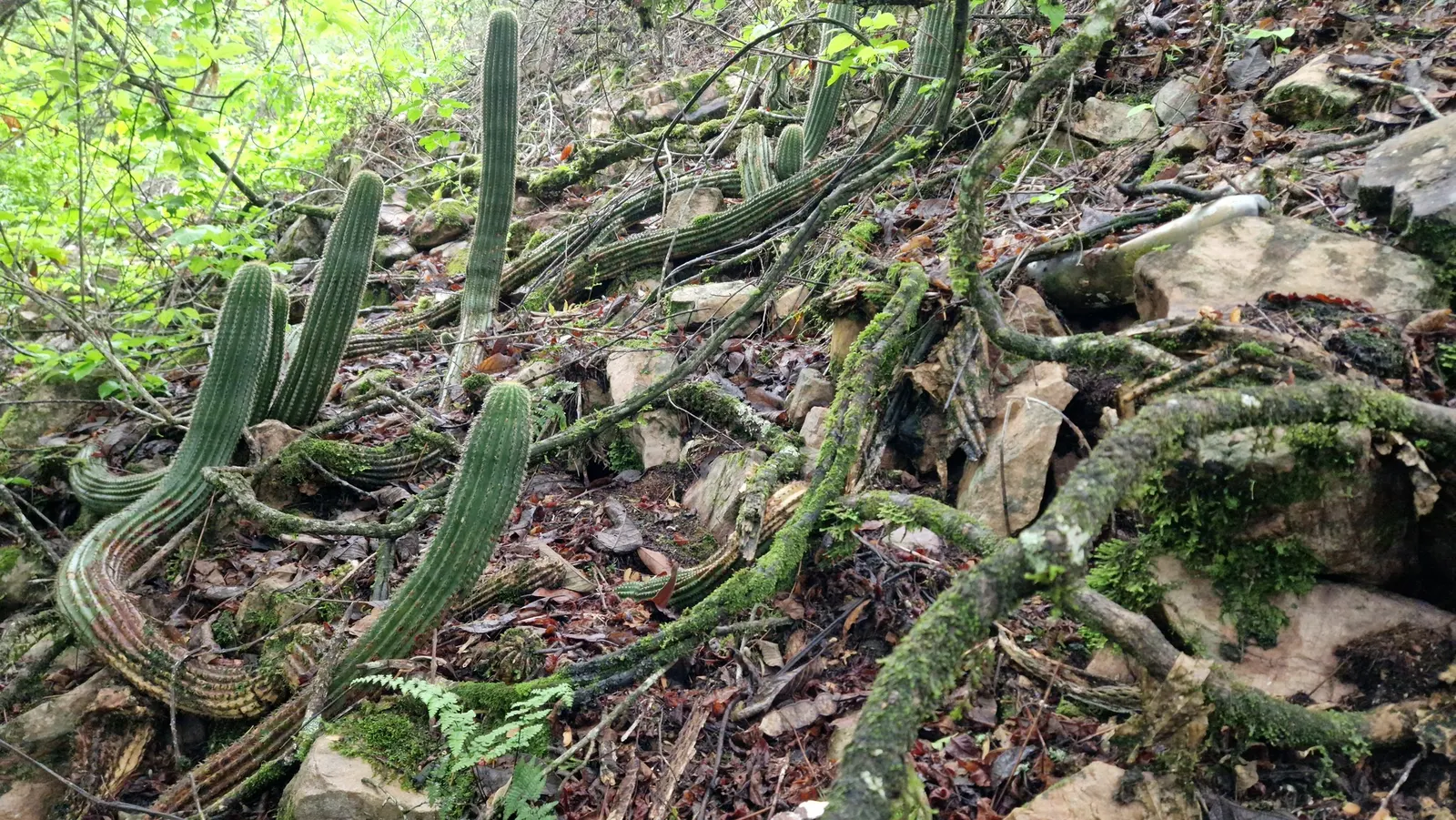 Torch Cactus (Echinopsis Candicans) — The Torch Cactus (Echinopsis candicans) is a stunning Argentine native featuring a globular