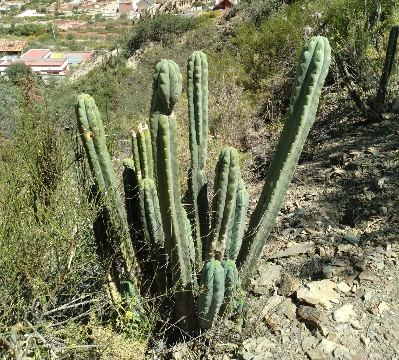 Torch Cactus (Echinopsis Candicans) — providing both aesthetic charm and ecological benefits to the garden ecosystem; white flowers that bloom predominantly at