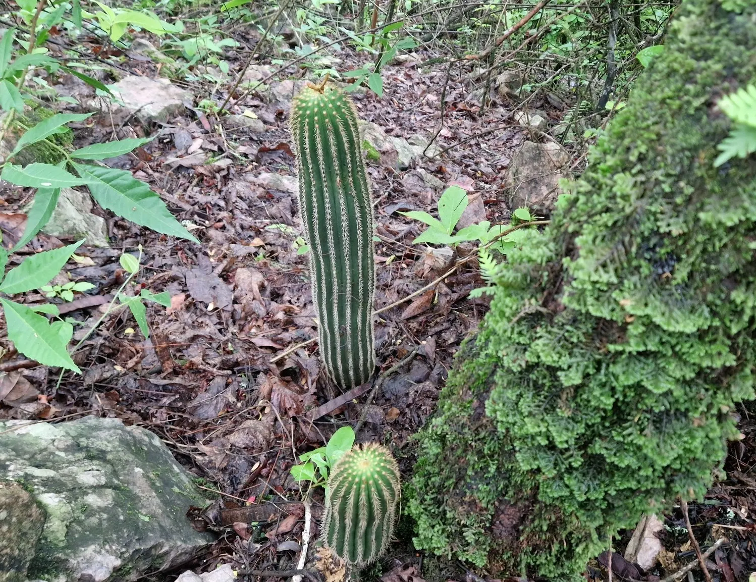 Torch Cactus (Echinopsis Candicans) — The Torch Cactus (Echinopsis candicans) is a stunning Argentine native featuring a globular; this hardy, image 145