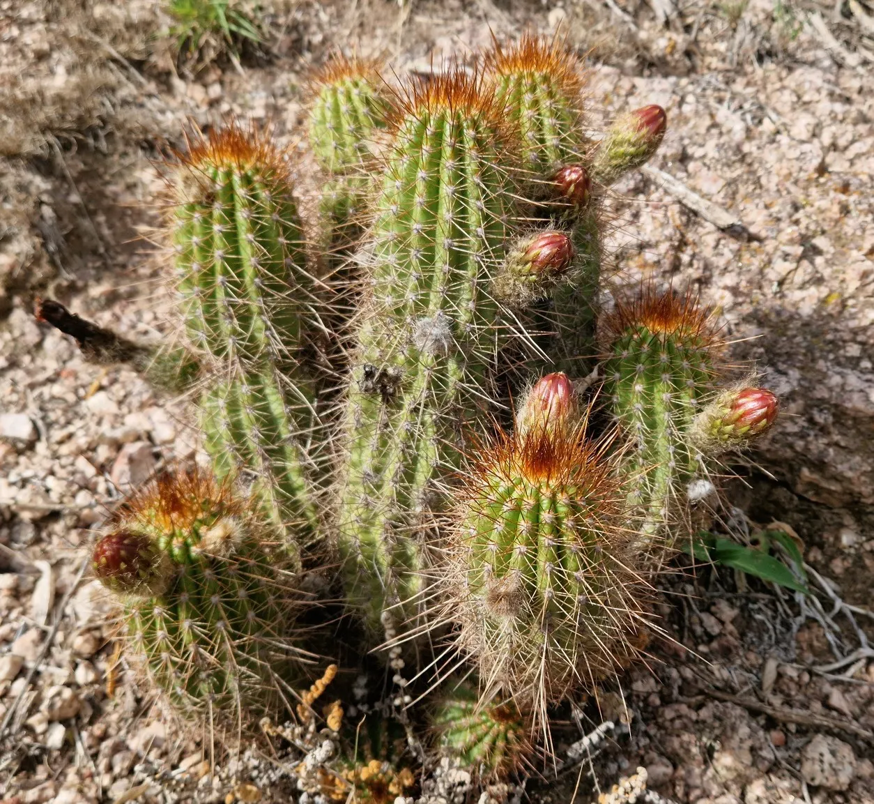 Torch Cactus (Echinopsis Candicans) — Known for its robust, white flowers, it impresses with a 6-8 inch bloom diameter; green base that expands to, image 131