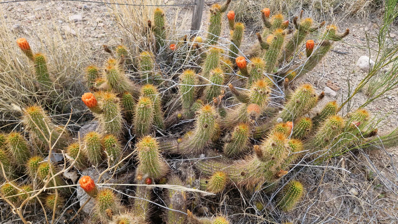 Torch Cactus (Echinopsis Candicans) — This low-maintenance cactus is drought-resistant; although partial shade is tolerable, image 75