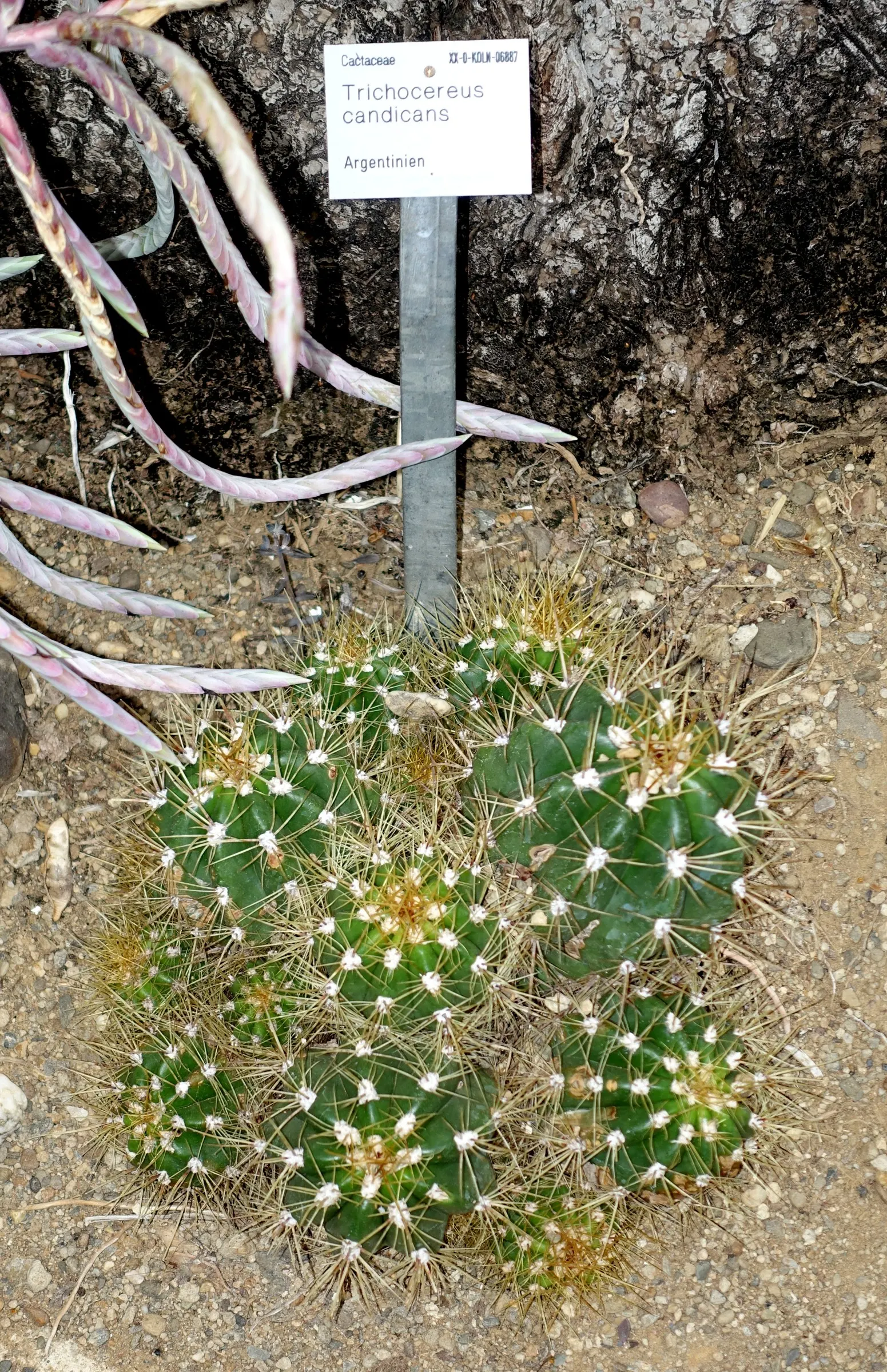 Torch Cactus (Echinopsis Candicans) — cactus for half; providing both aesthetic charm and ecological benefits to the garden ecosystem