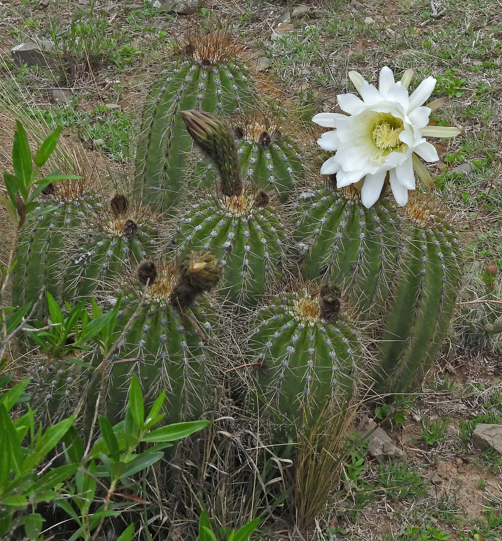 Torch Cactus (Echinopsis Candicans) — cactus with white blooms; scientifically known as Echinopsis candicans, image 143
