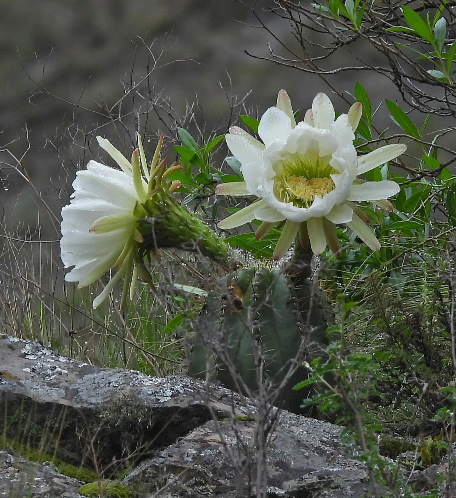 Torch Cactus (Echinopsis Candicans) — cactus with white blooms
