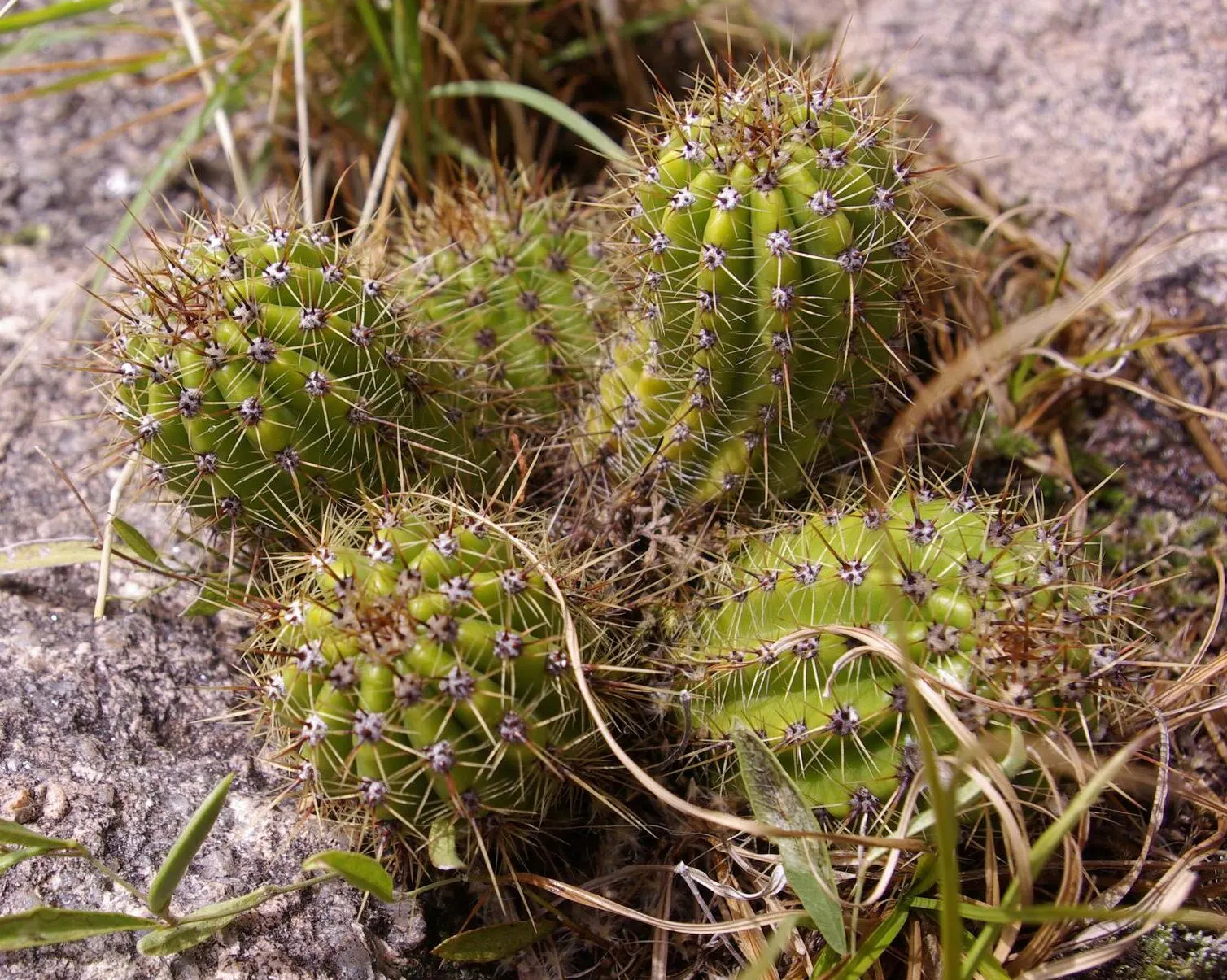 Torch Cactus (Echinopsis Candicans) — white flowers that bloom predominantly at night and occasionally extend into the early morning hours; it, image 88