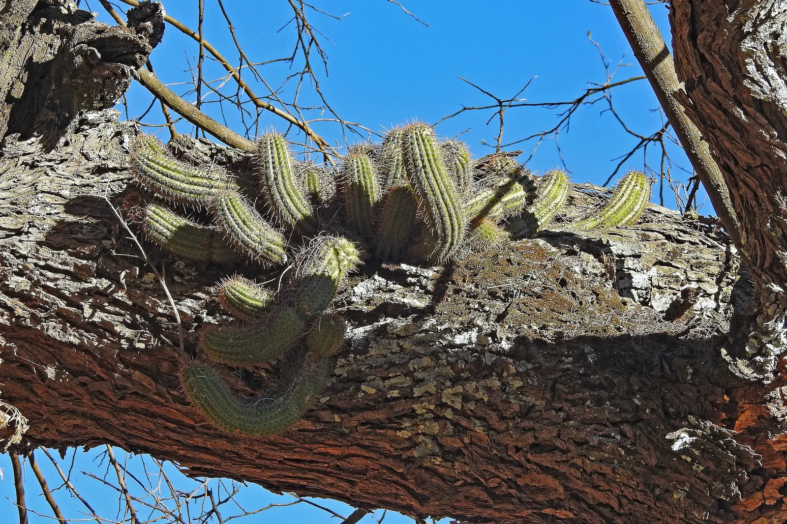 Torch Cactus (Echinopsis Candicans) — white flowers that bloom predominantly at night and occasionally extend into the early morning hours; it, image 56