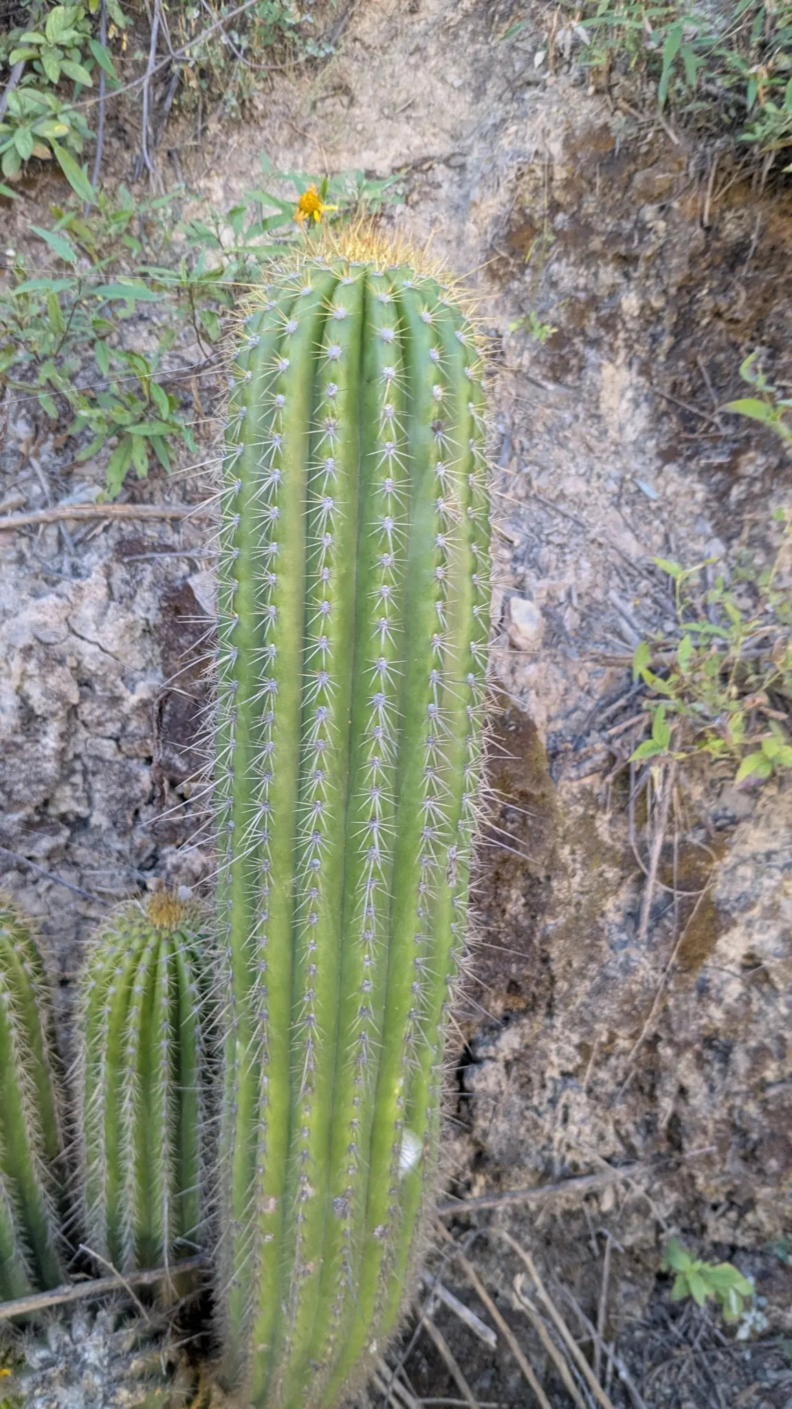 Torch Cactus (Echinopsis Candicans) — white flowers that bloom predominantly at night and occasionally extend into the early morning hours; it reaches a modest