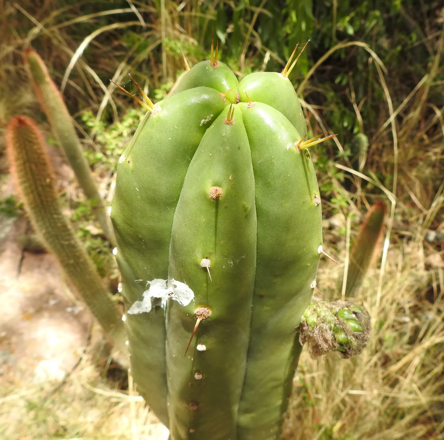 Torch Cactus (Echinopsis Candicans) — white flowers in the garden; cactus with white blooms, image 46
