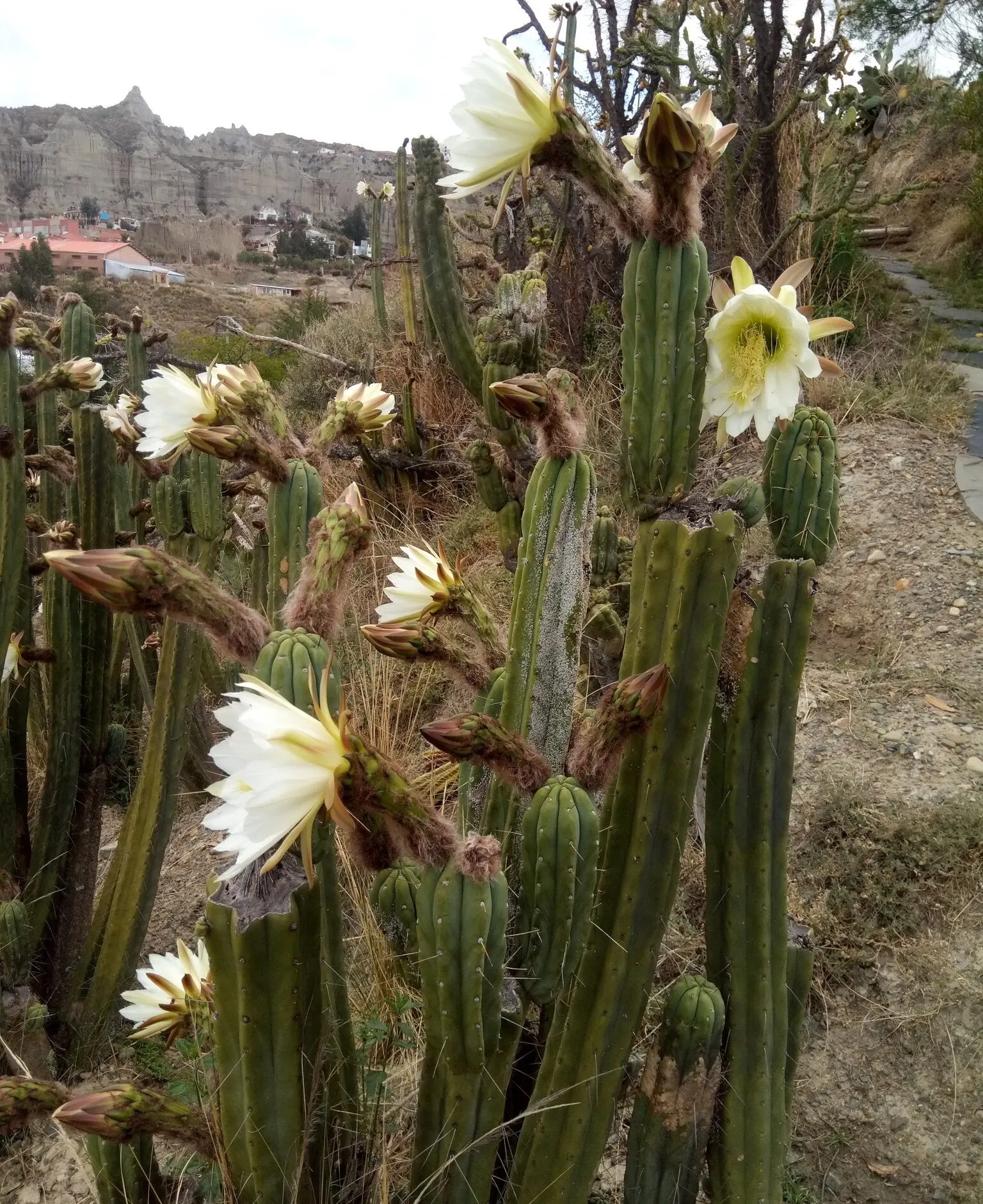 Torch Cactus (Echinopsis Candicans) — cactus with white blooms; scientifically known as Echinopsis candicans, image 47