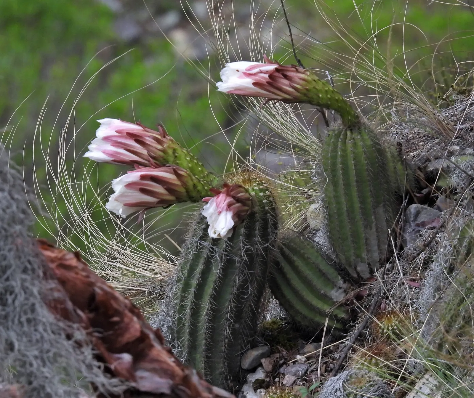 Torch Cactus (Echinopsis Candicans) — scientifically known as Echinopsis candicans; is a remarkable specimen that adds a striking visual interest, image 38