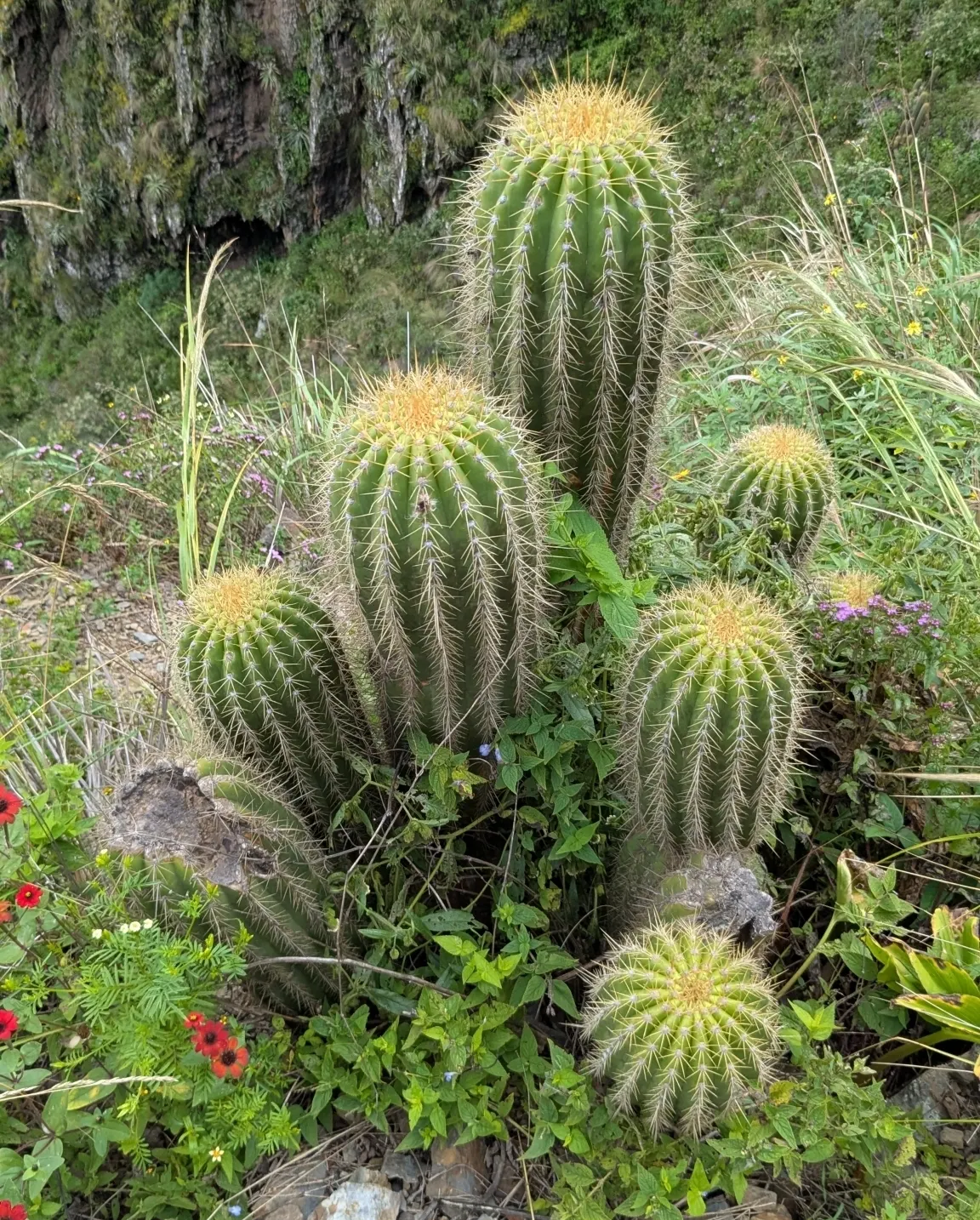 Torch Cactus (Echinopsis Candicans) — Known for its robust, white flowers, it impresses with a 6-8 inch bloom diameter; green base that expands to, image 115